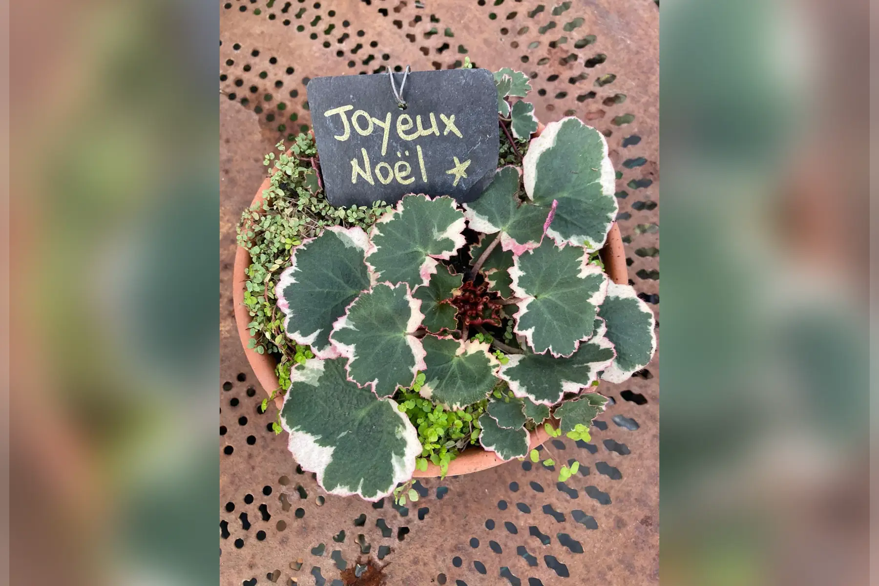 Coupe dedans-dehors (petit modèle)