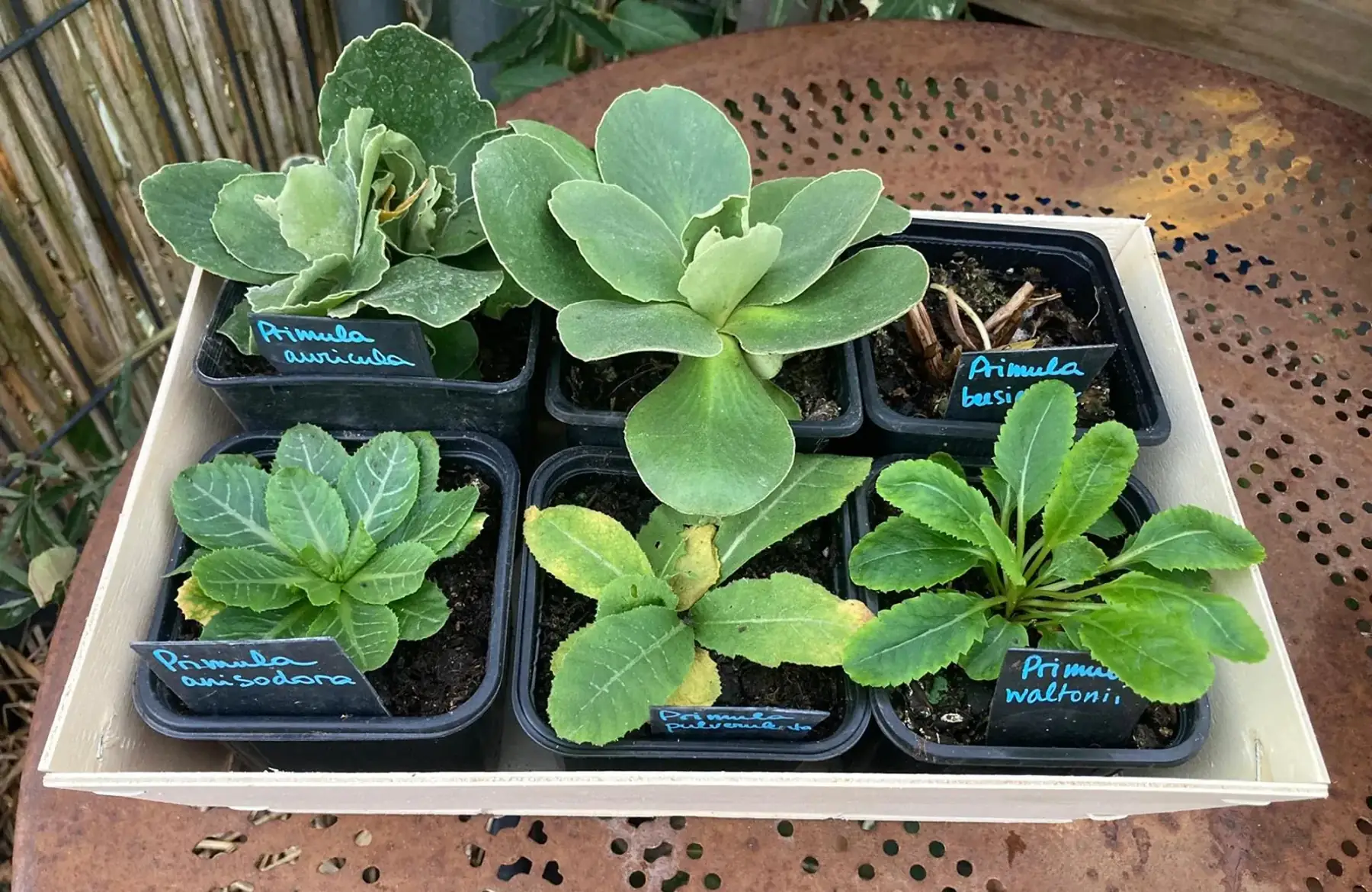 Collection de primevères