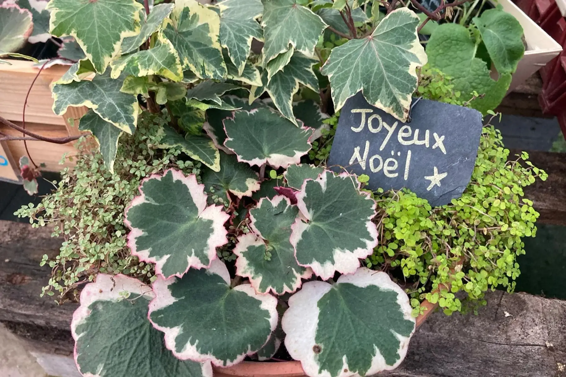 Coupe de vivaces dedans-dehors