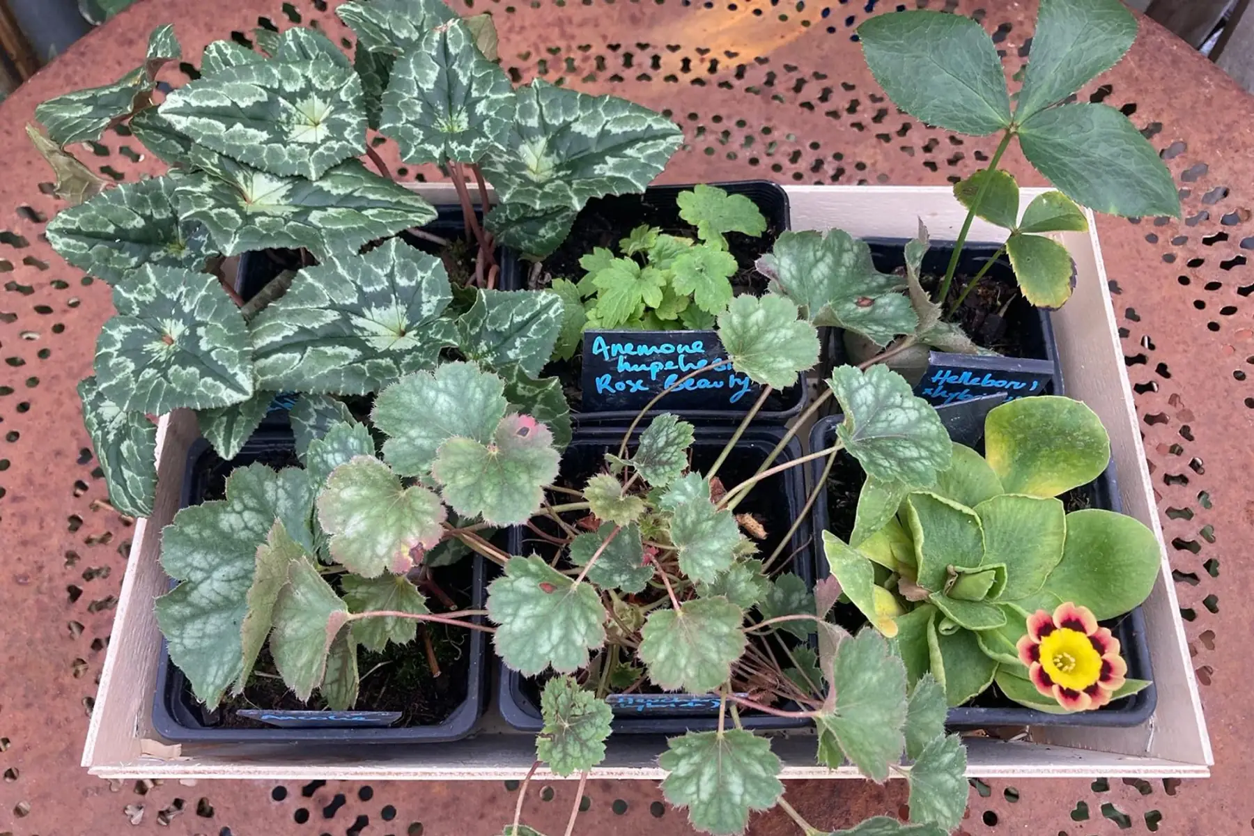 Sous-bois fleuri au fil des saisons