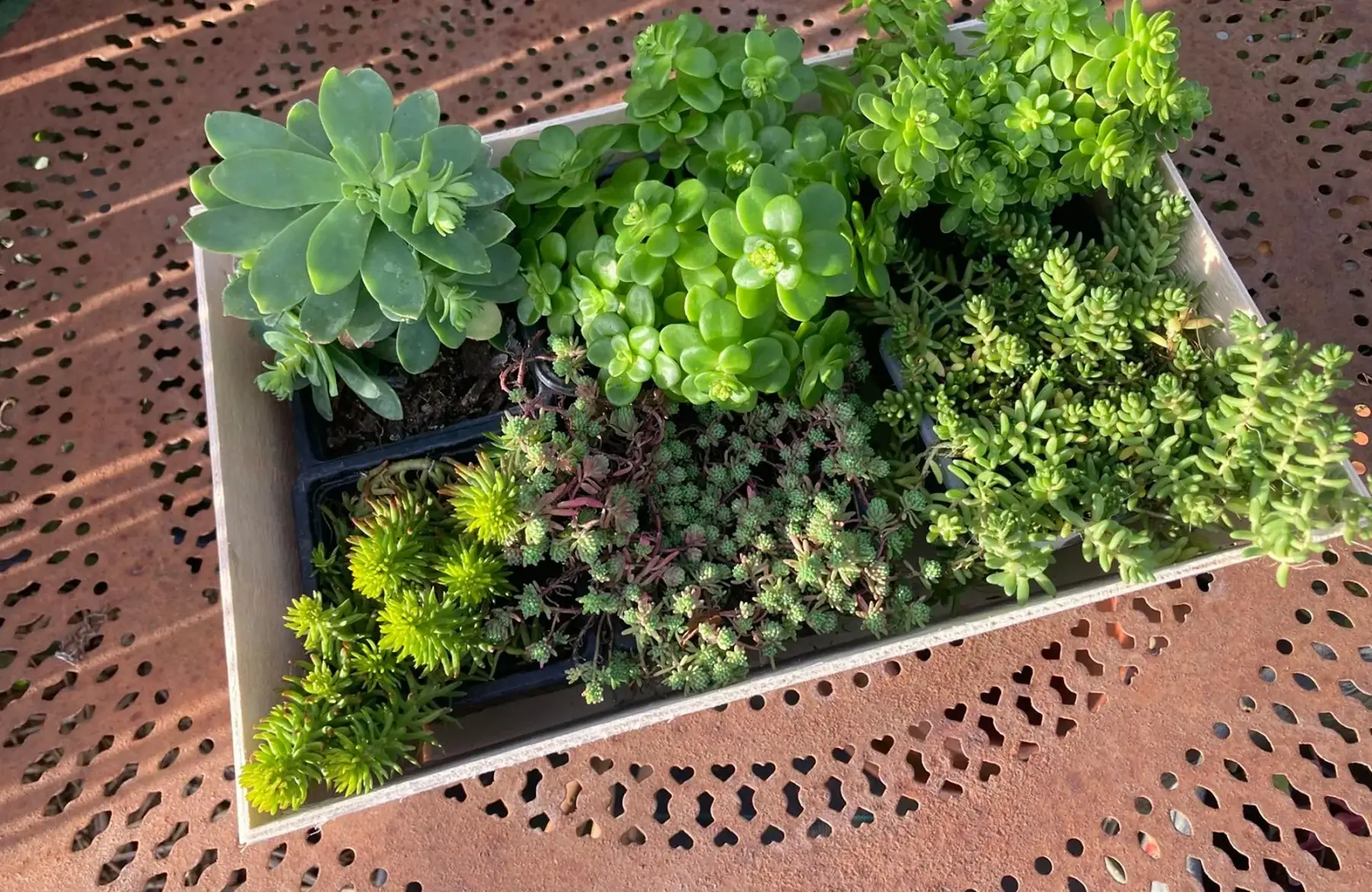Collection de sedums