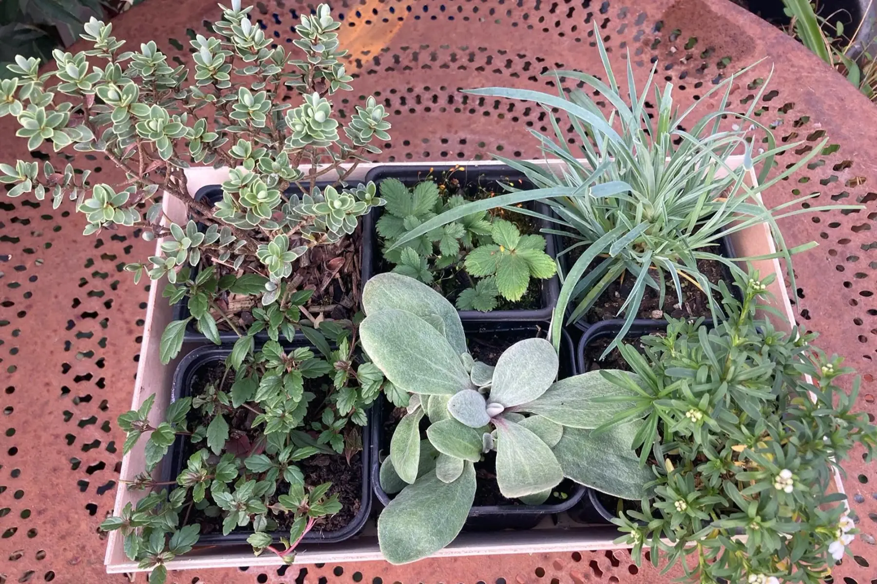 Composition pour un coin au soleil