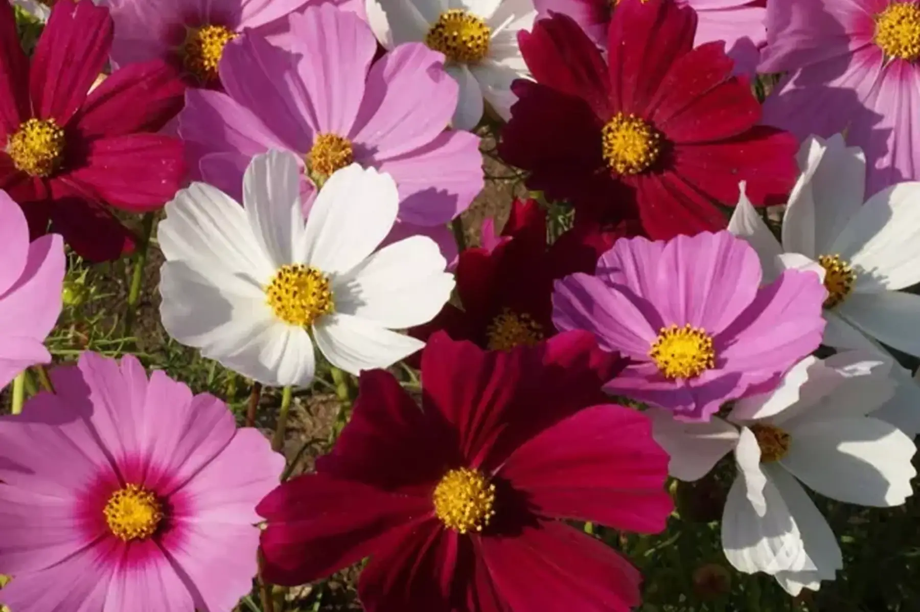 Plant de cosmos