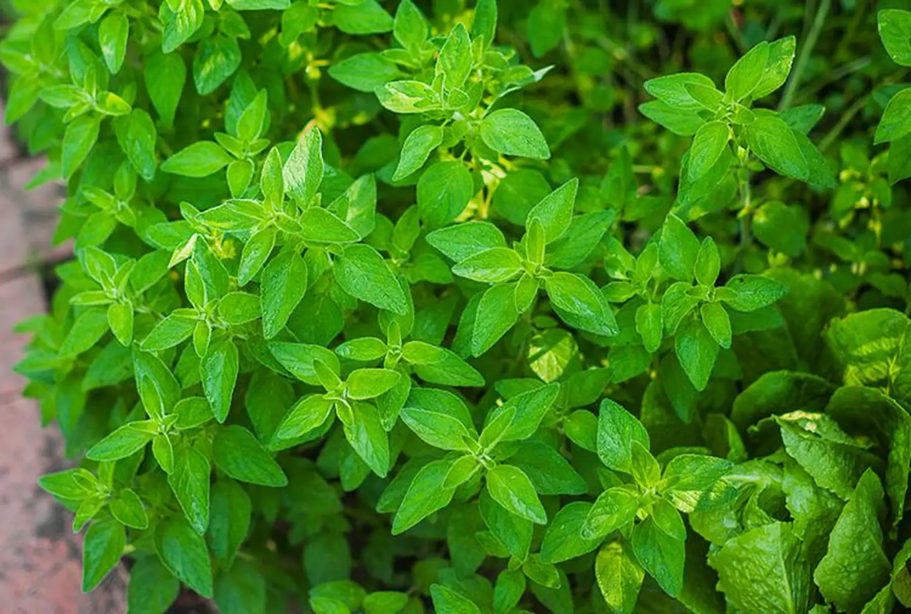Plant d'origan