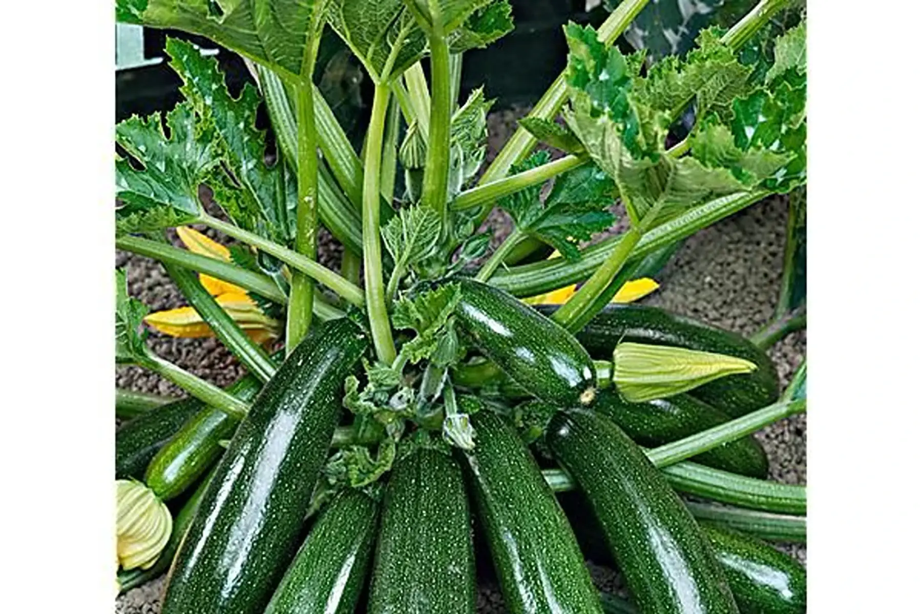 Plant de courgette verte