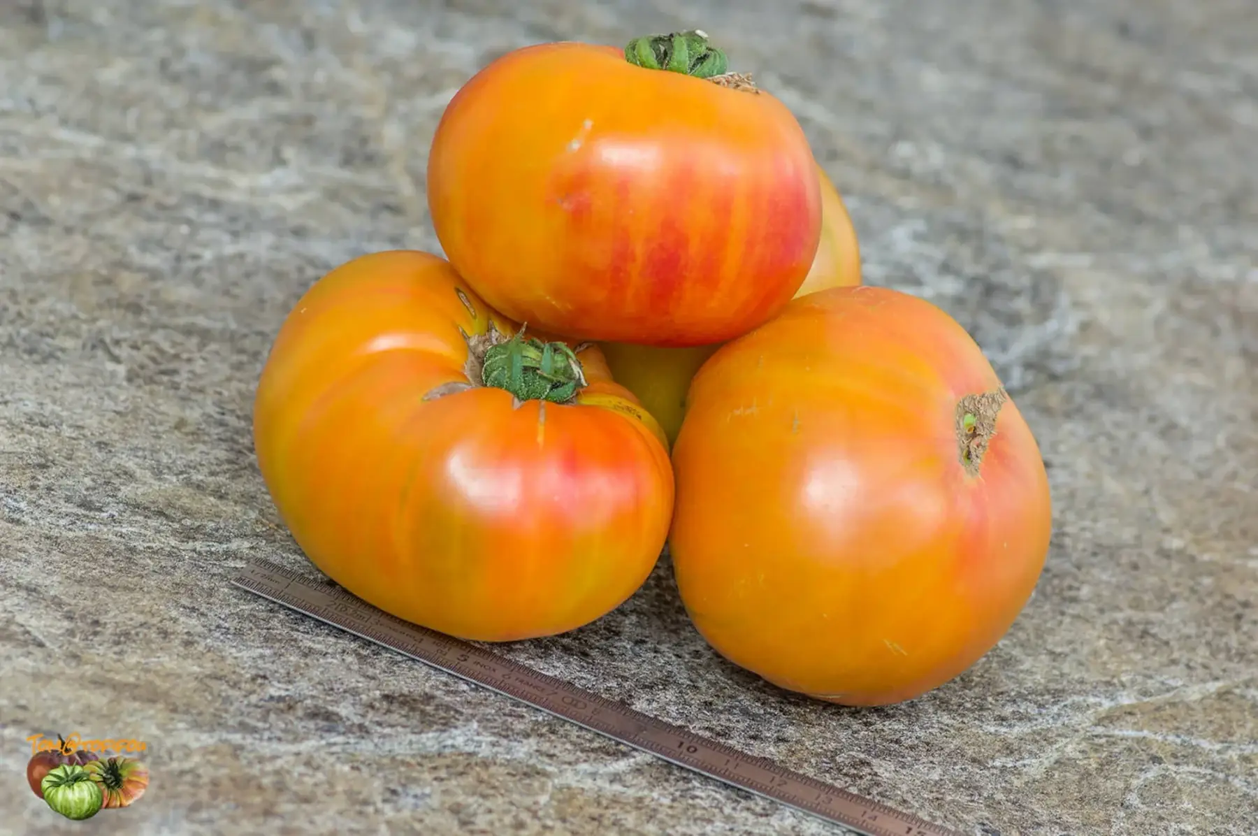 Plant de tomate Ananas