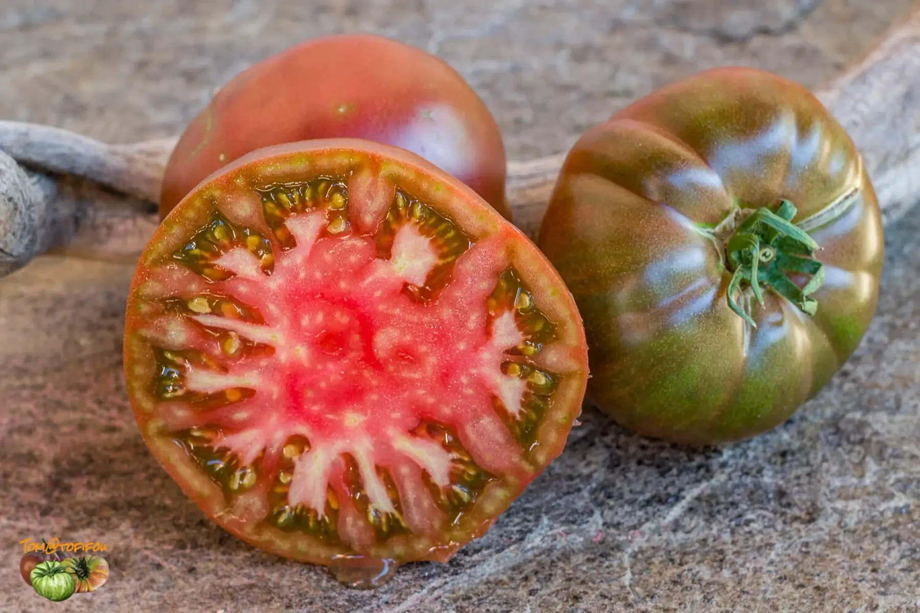 Plant de tomate Noire de Crimée