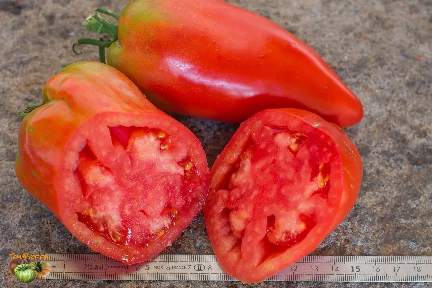 Plant de tomate Andine cornue