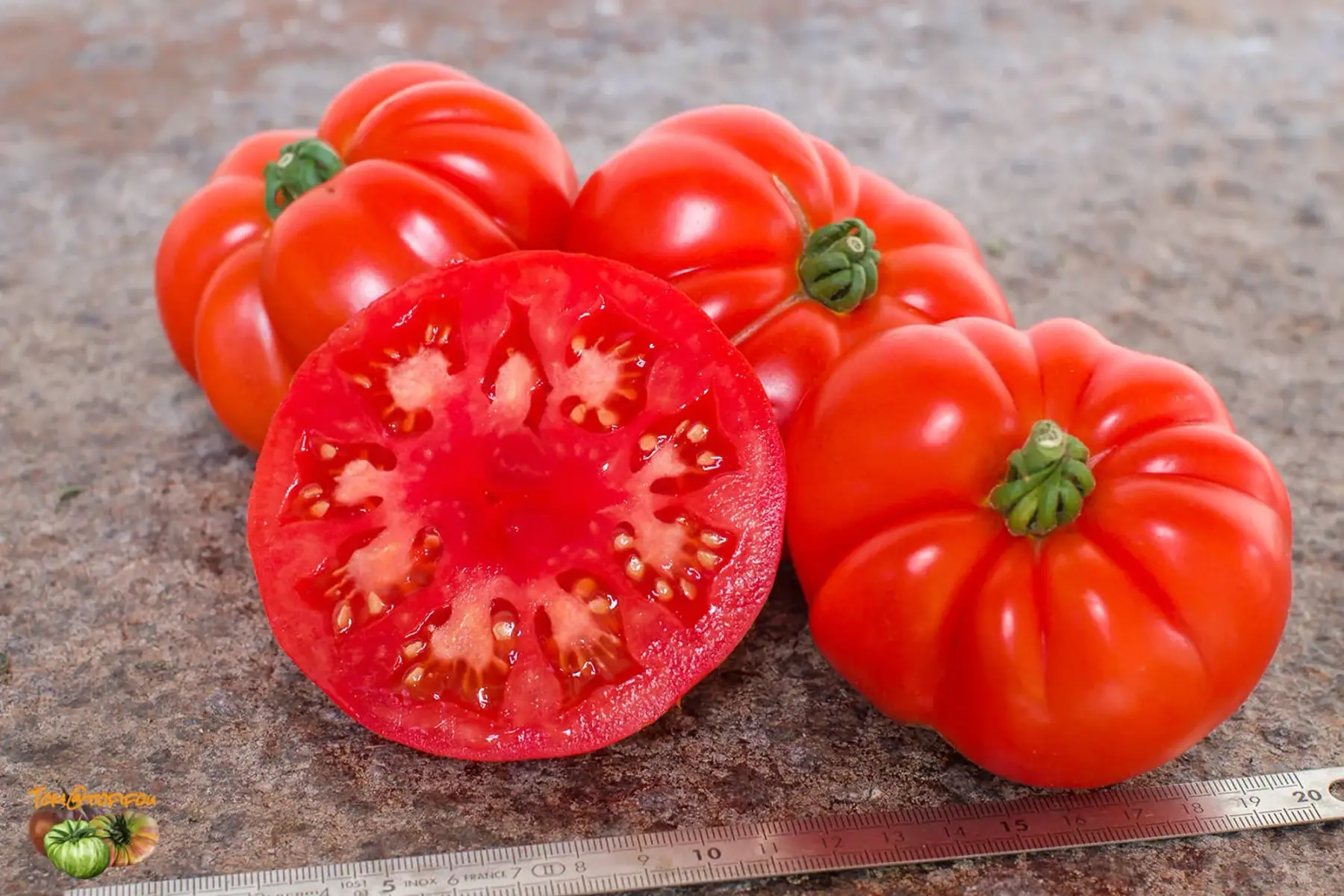 Plant de tomate Marmande