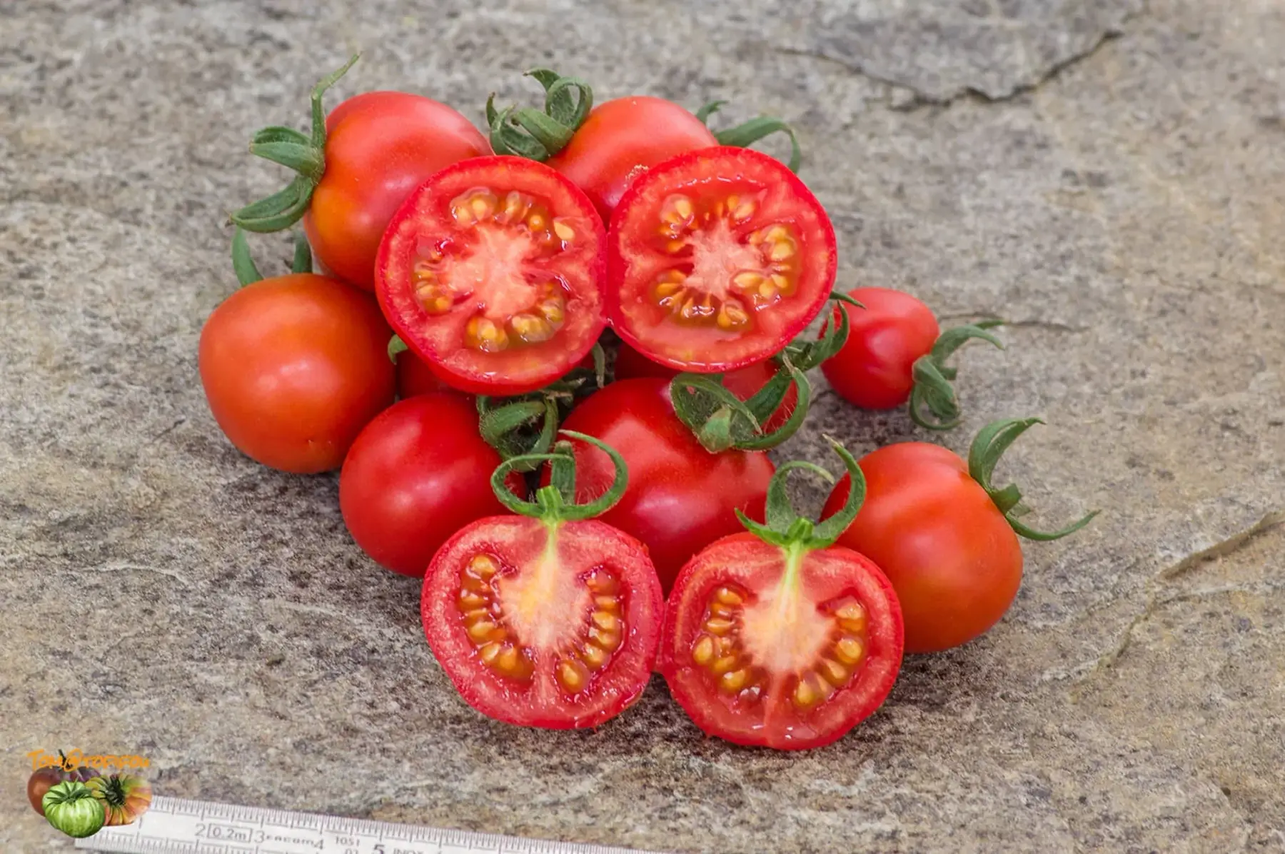 Plant de tomate cerise rouge