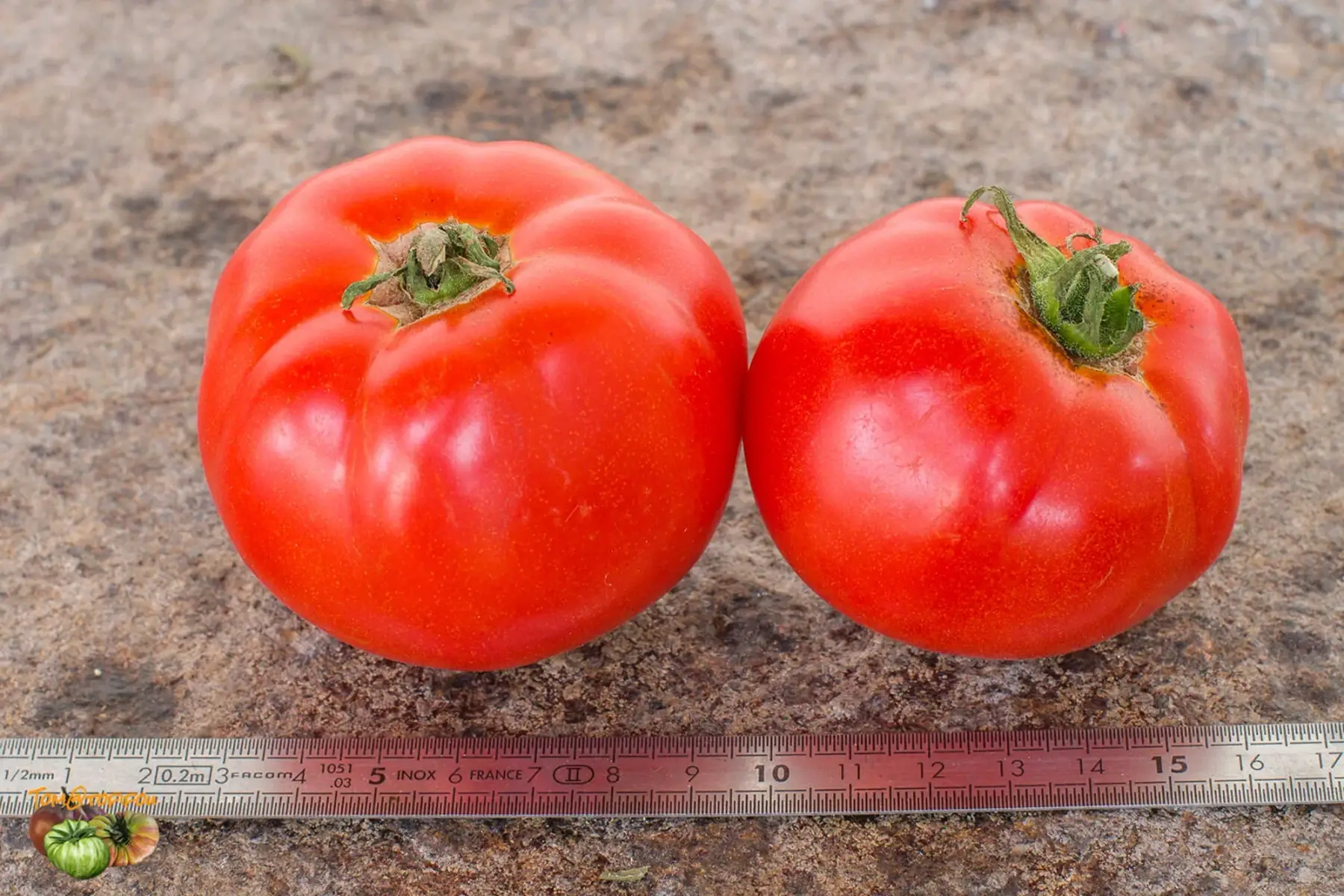 Plant de tomate Saint pierre