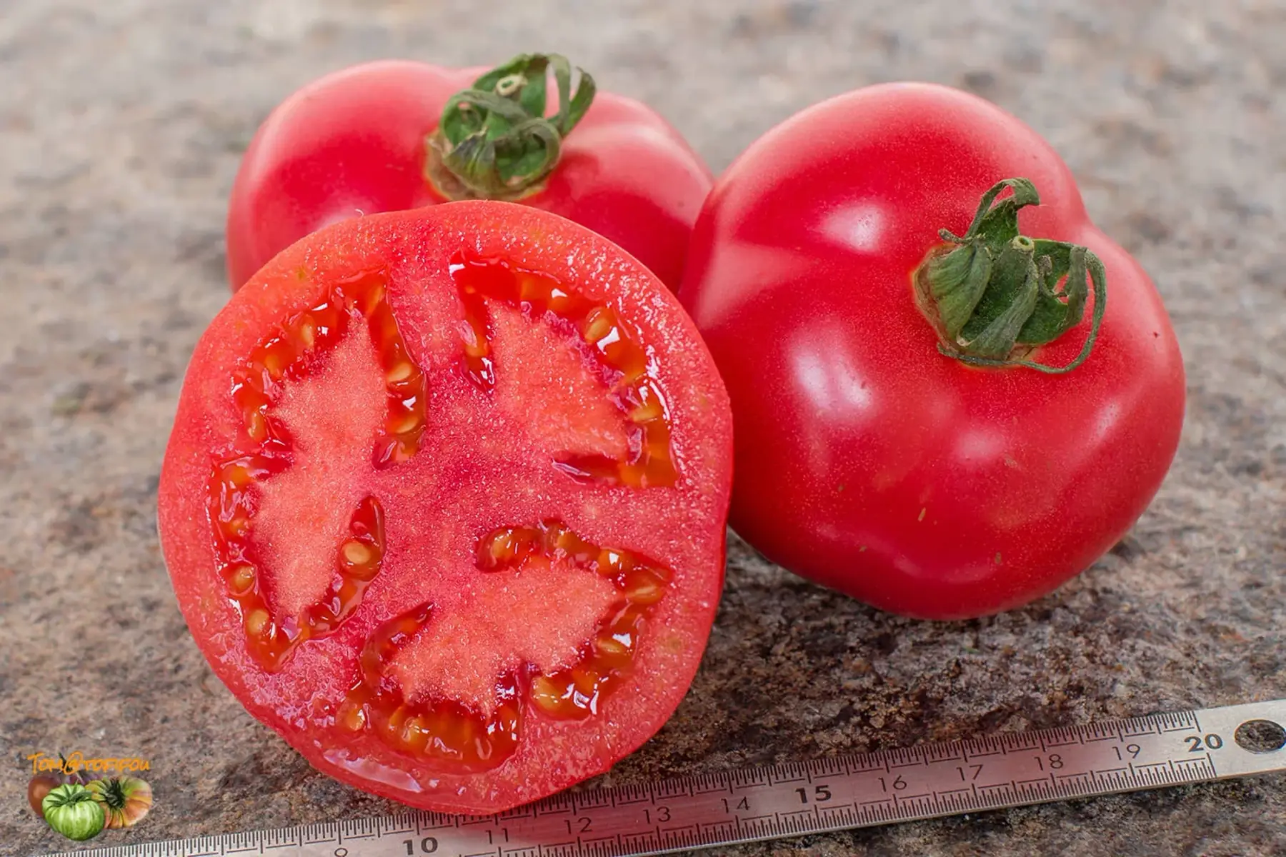 Plant de tomate Rose de Berne