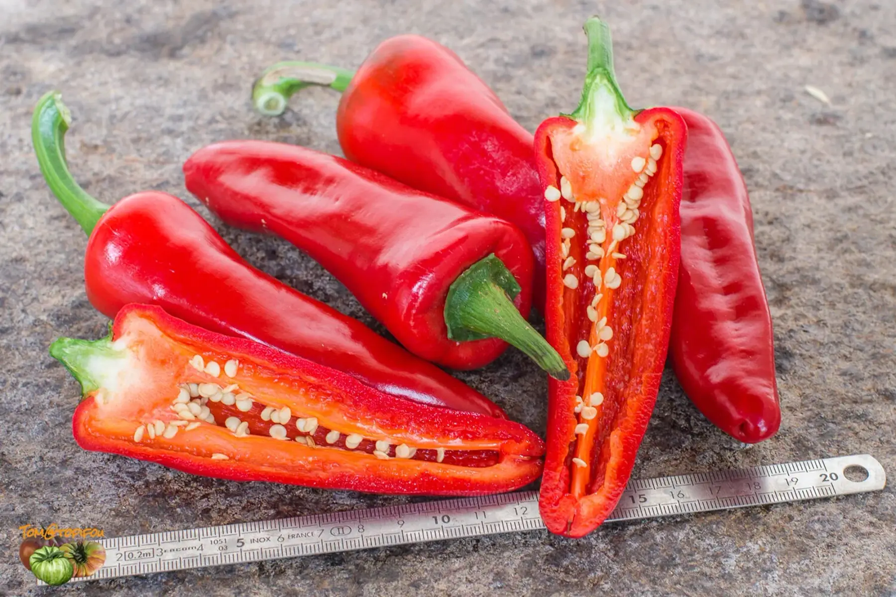 Plant de piment doux type espelette