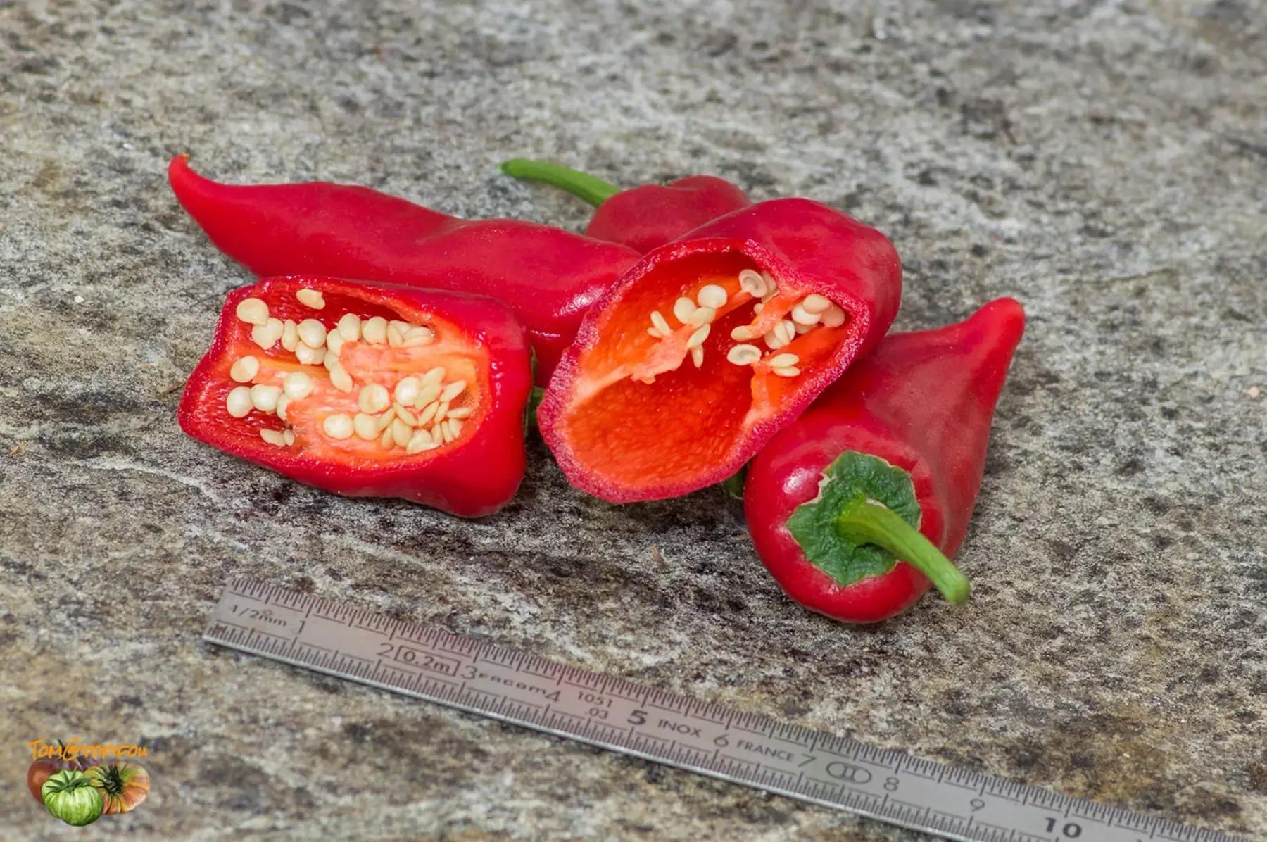 Plant de piment fort de la Bresse