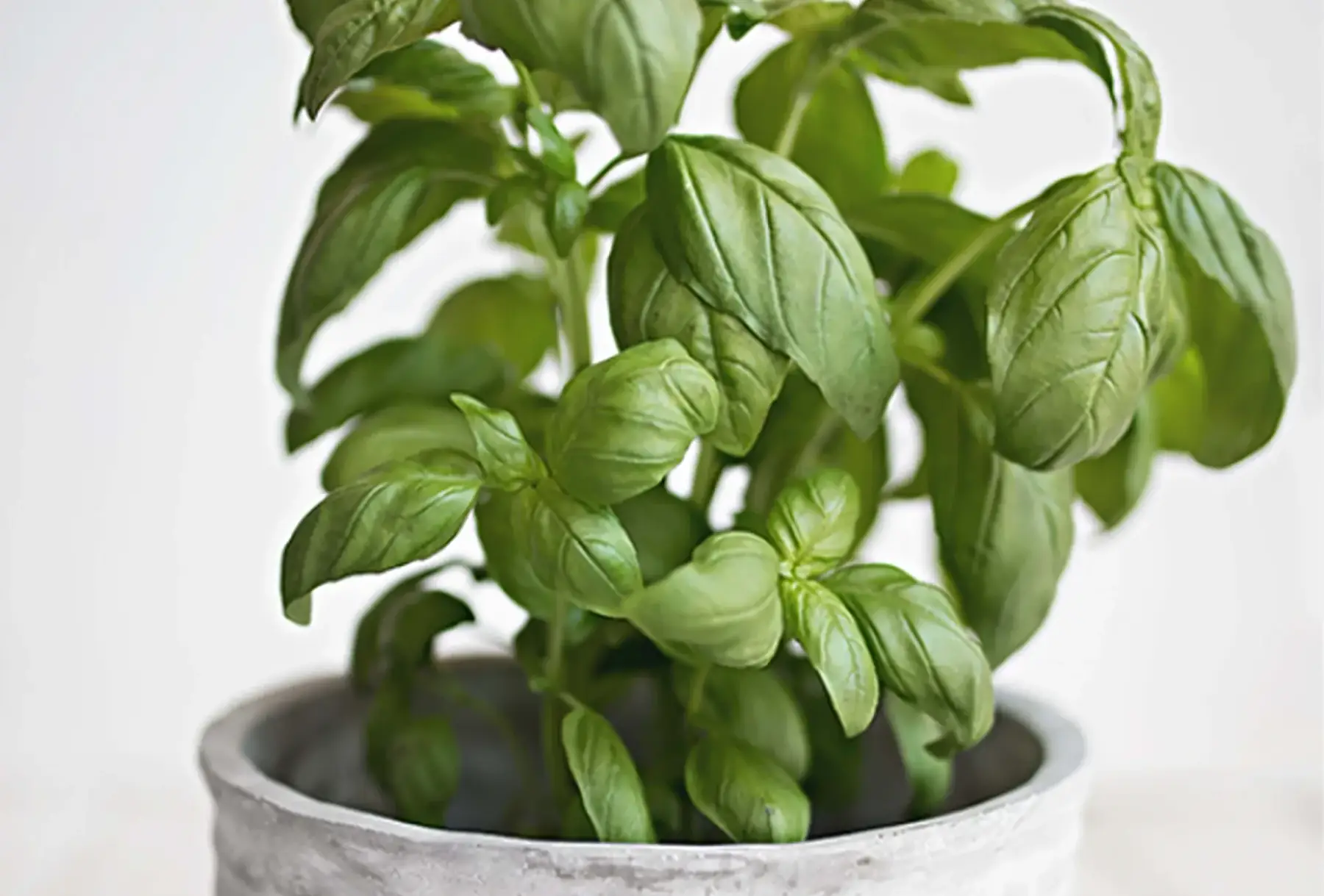 Plant de Basilic grand vert