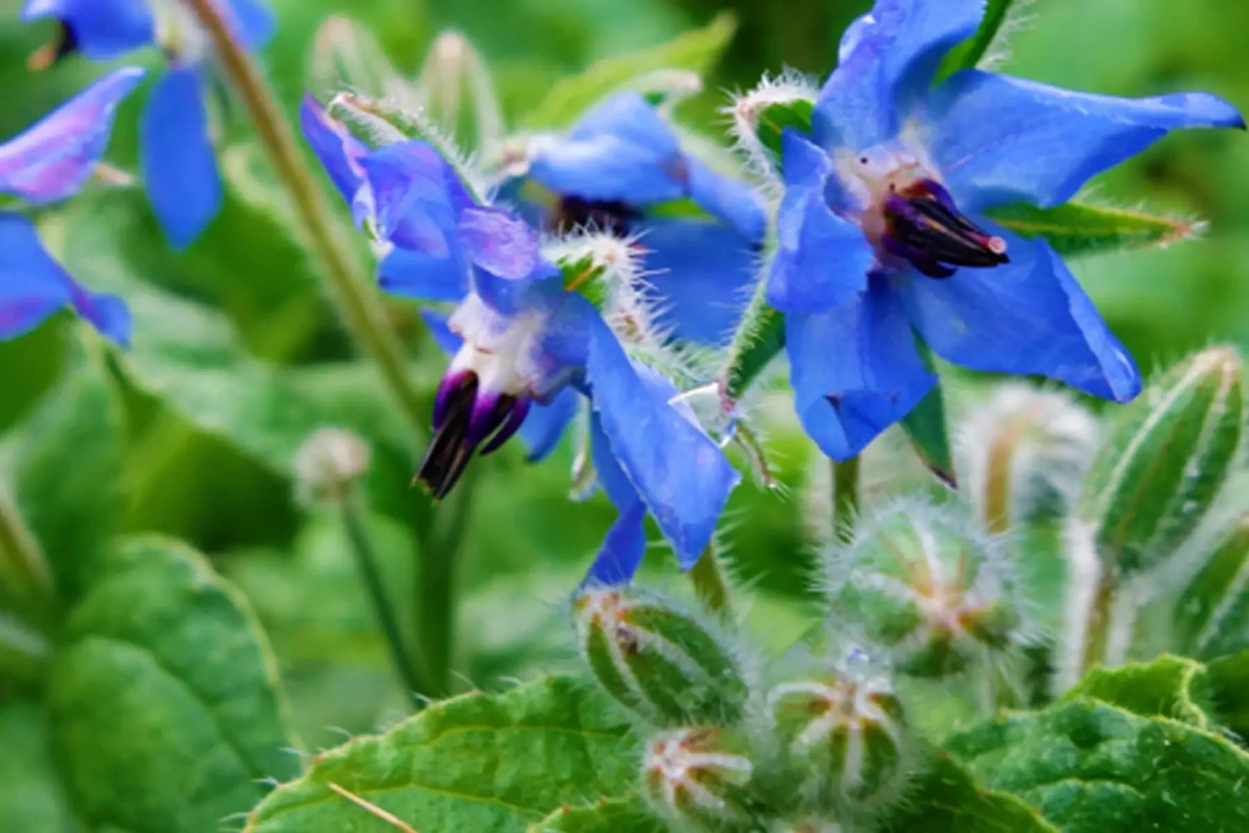 Plant de bourrache