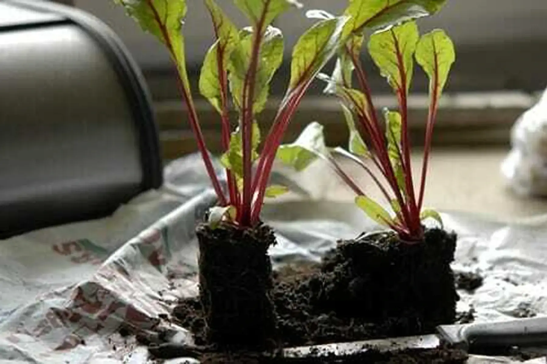 Plant de betterave