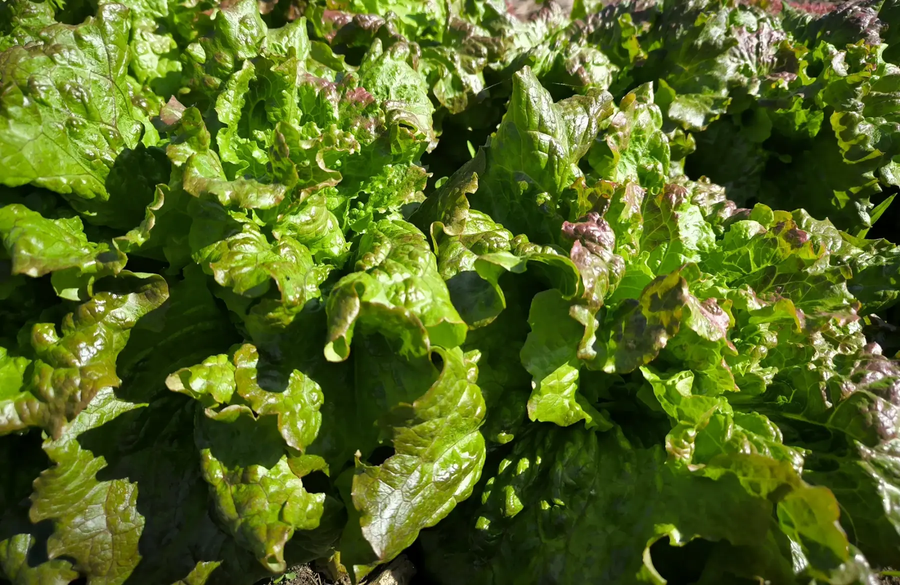 Lot de salades variées