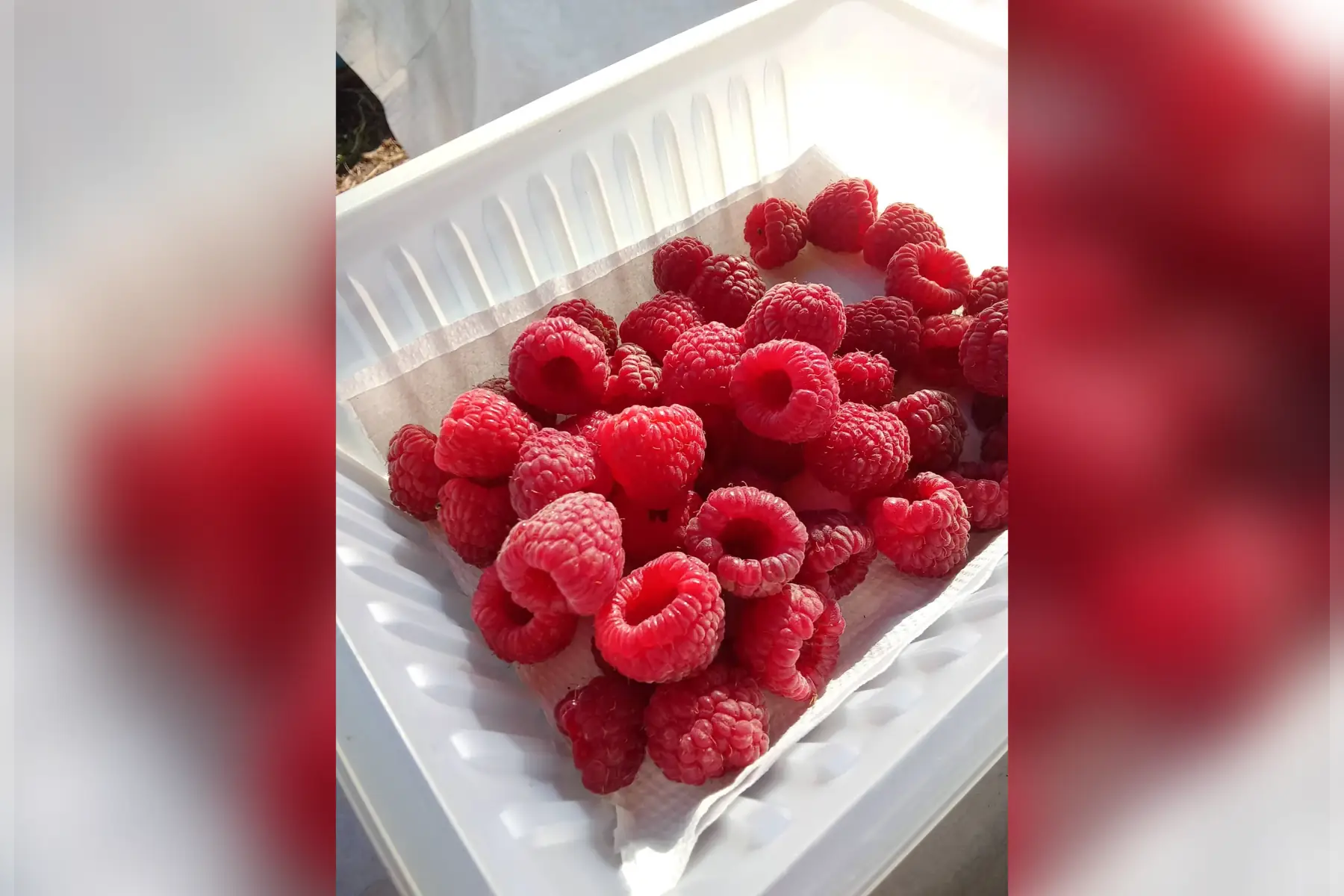 Framboises