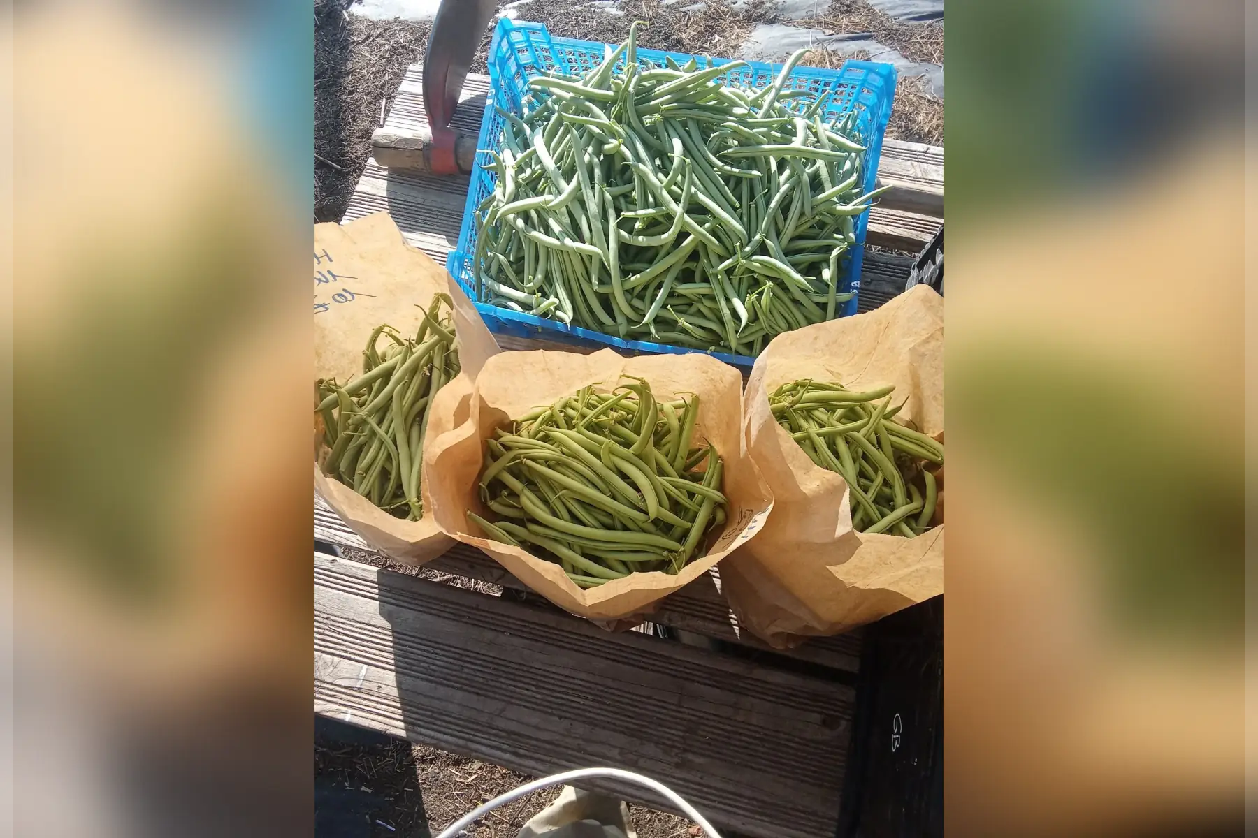 Haricots verts