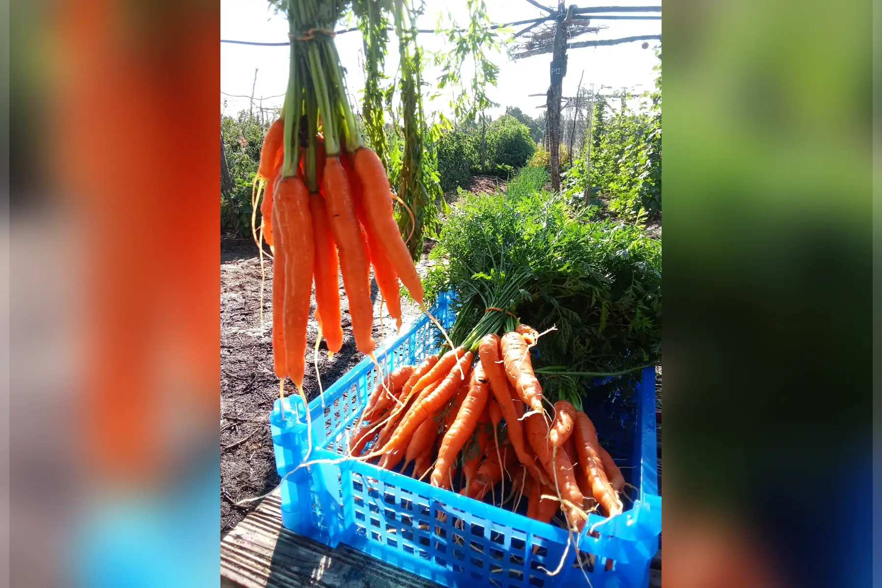 Botte de carottes