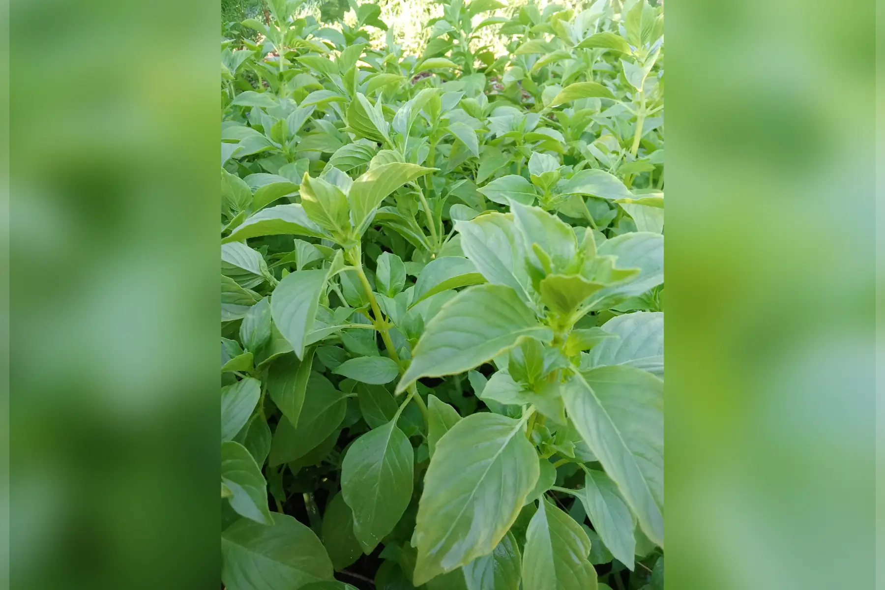 Basilic citron