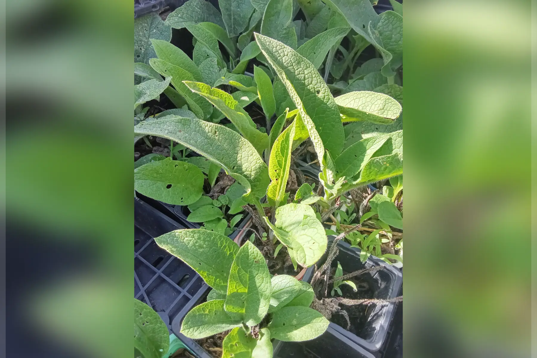 Plant de consoude