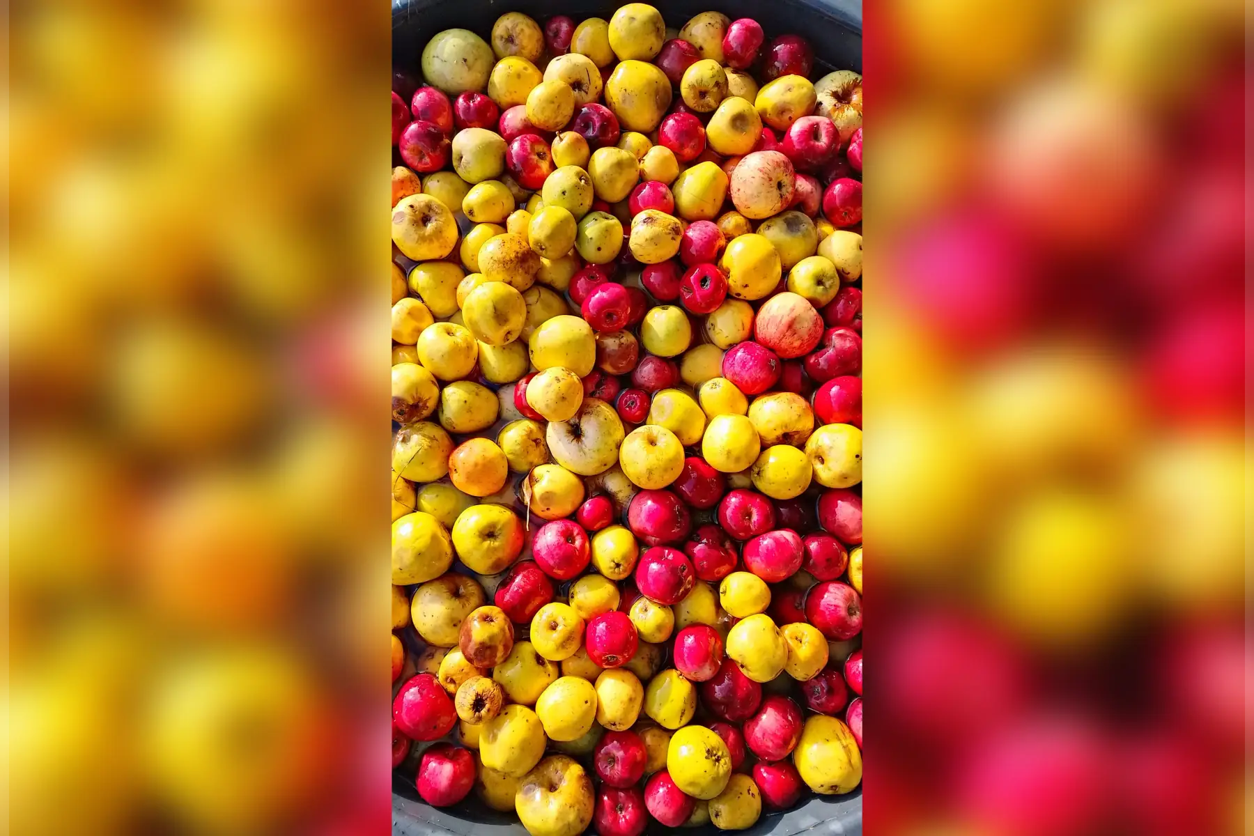 jus de pomme bio