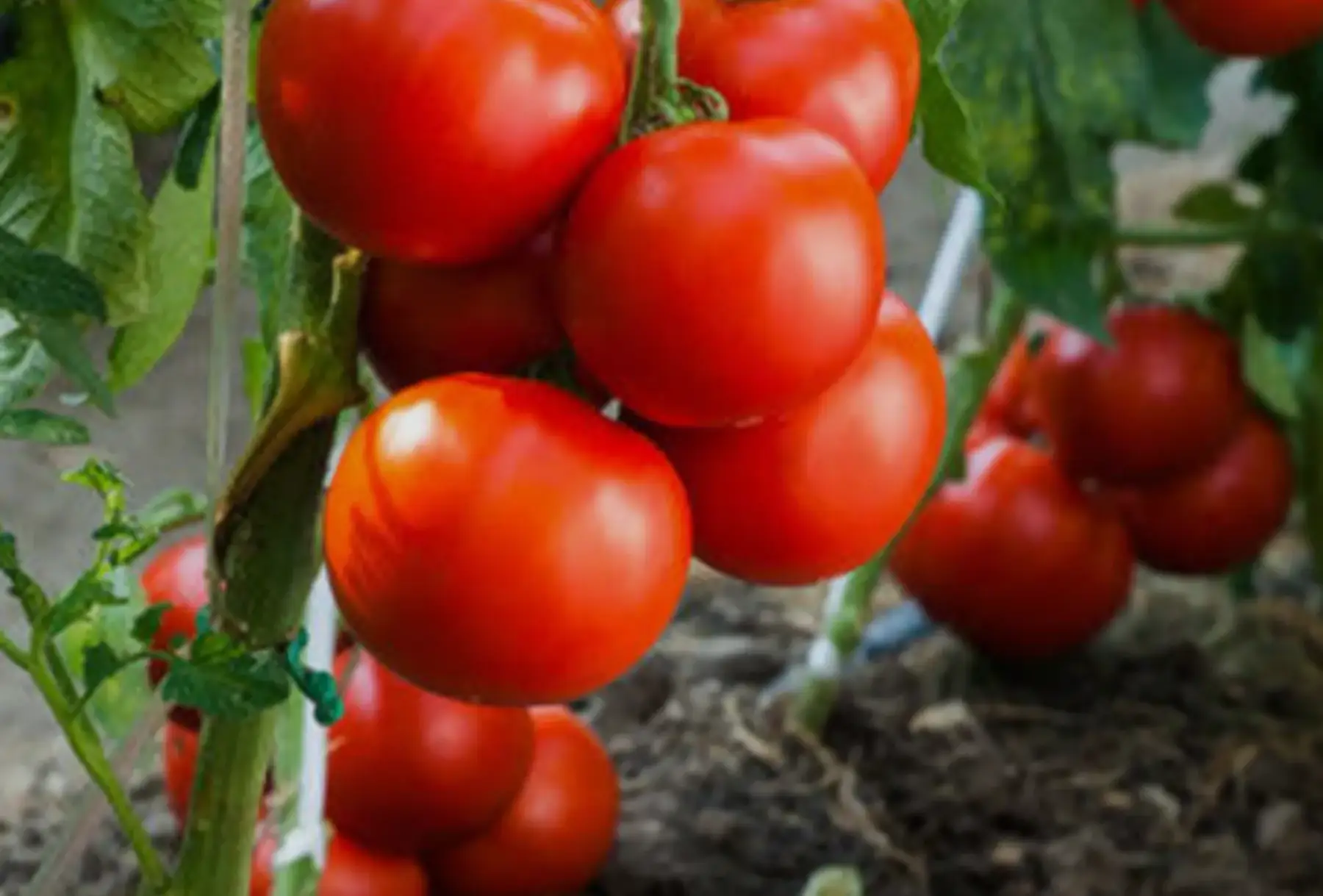 Tomates