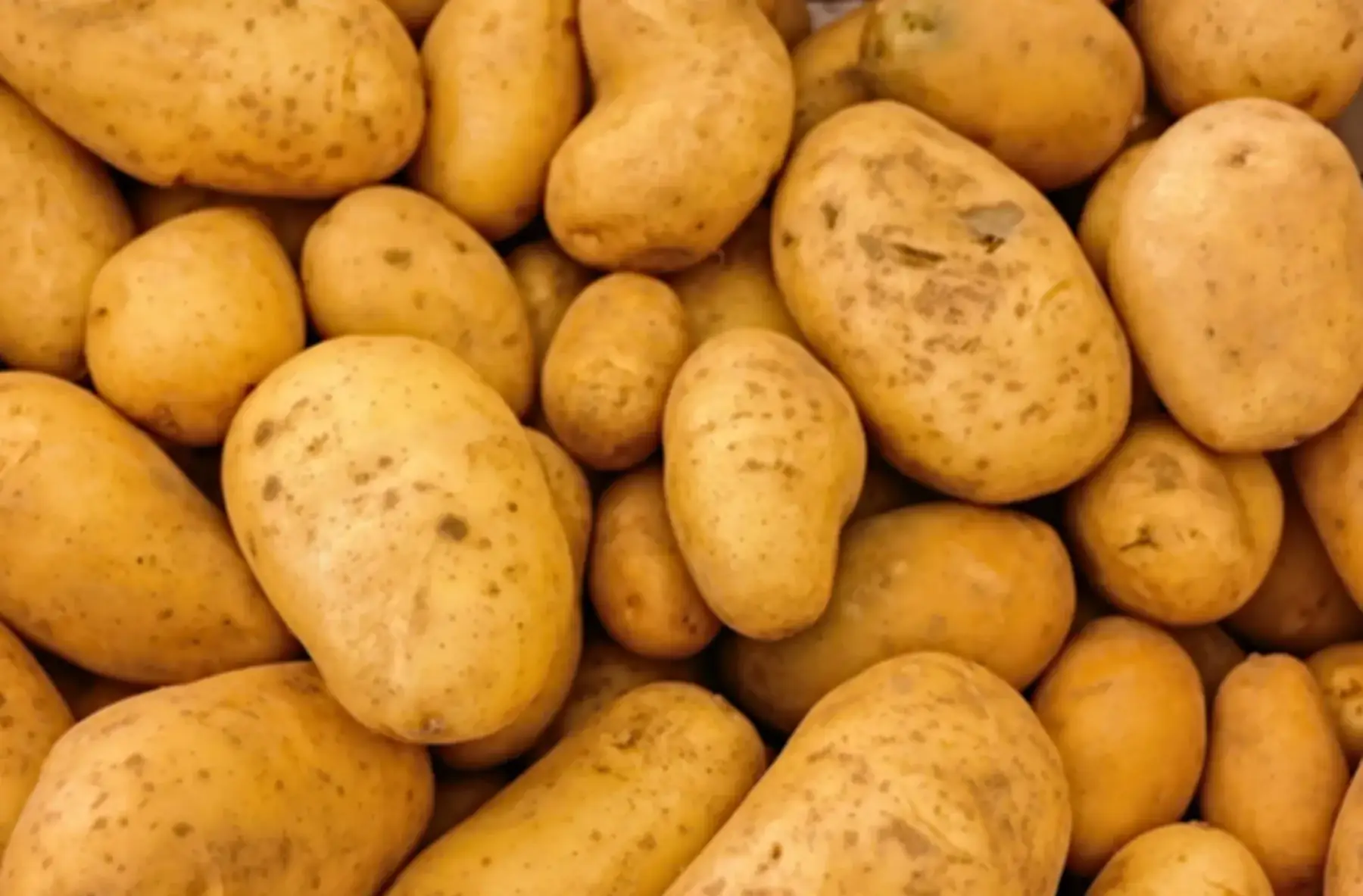 Pommes de terre nouvelles "adorra"