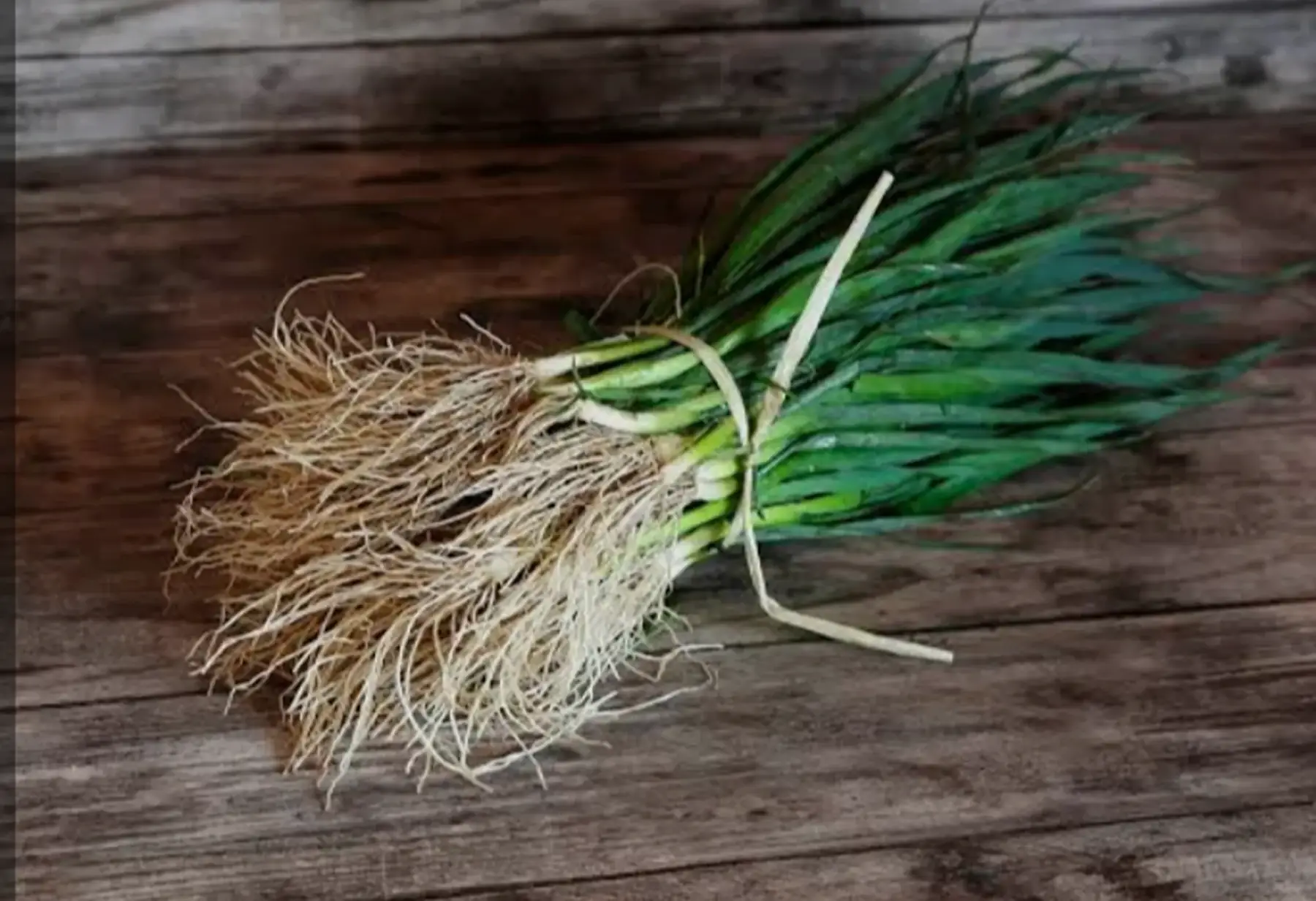 plants de poireaux