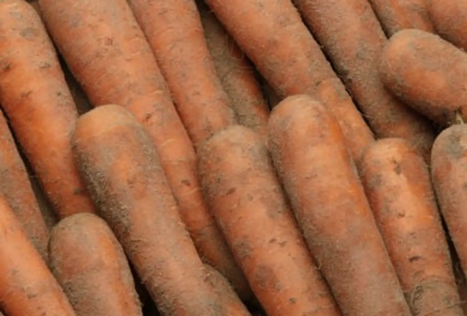 Carottes de terre