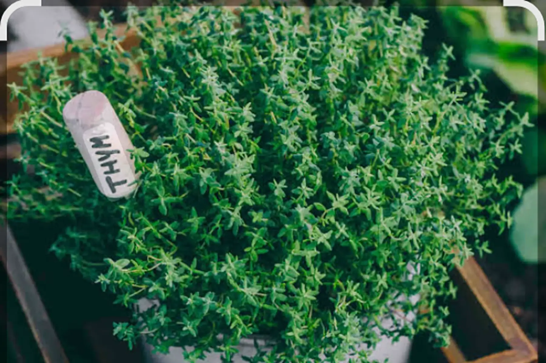 Plant de thym commun ou citronné