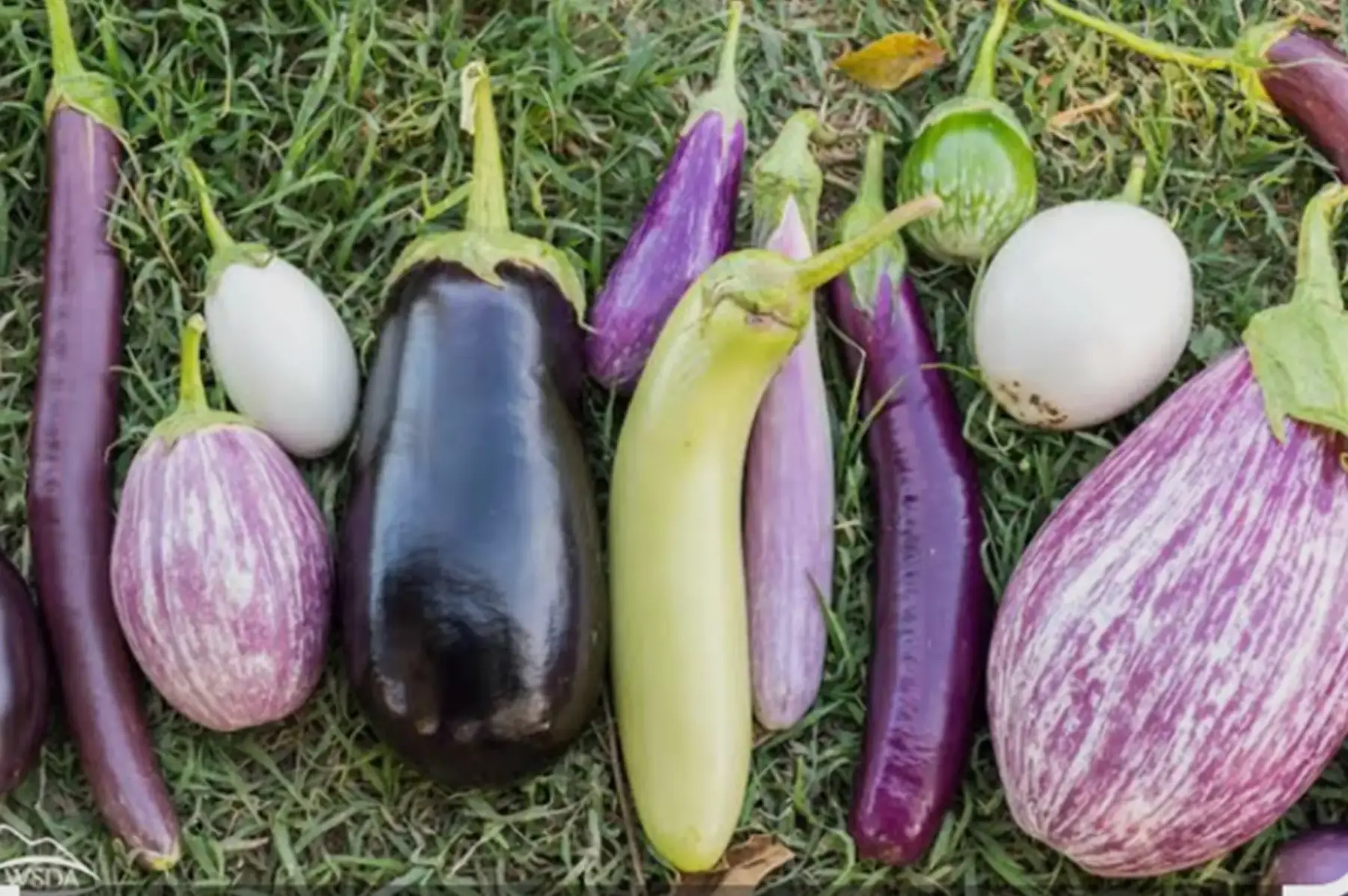 Aubergine