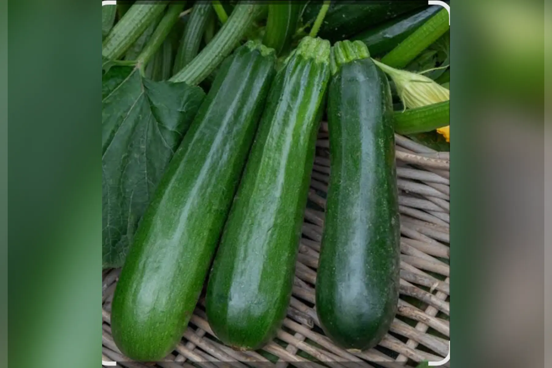 Courgette