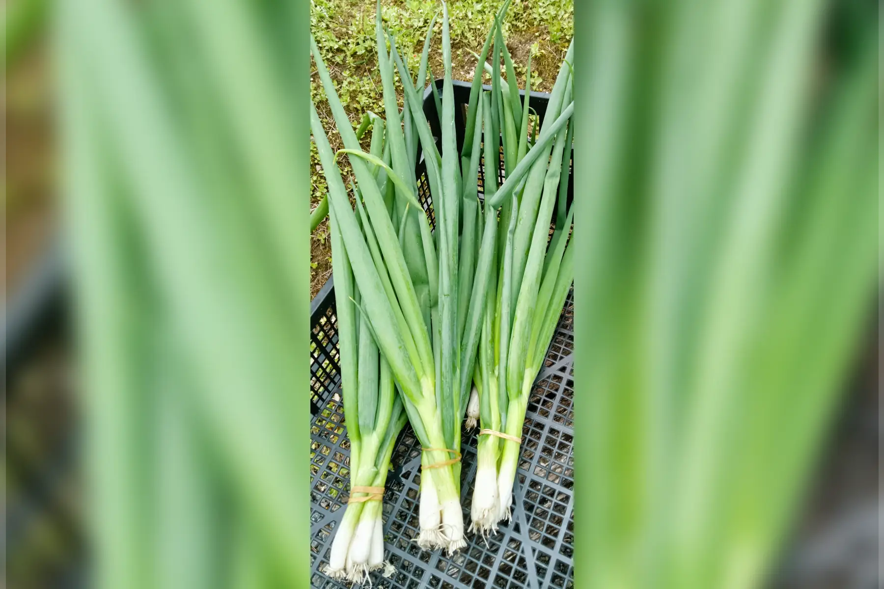 Oignons ciboule