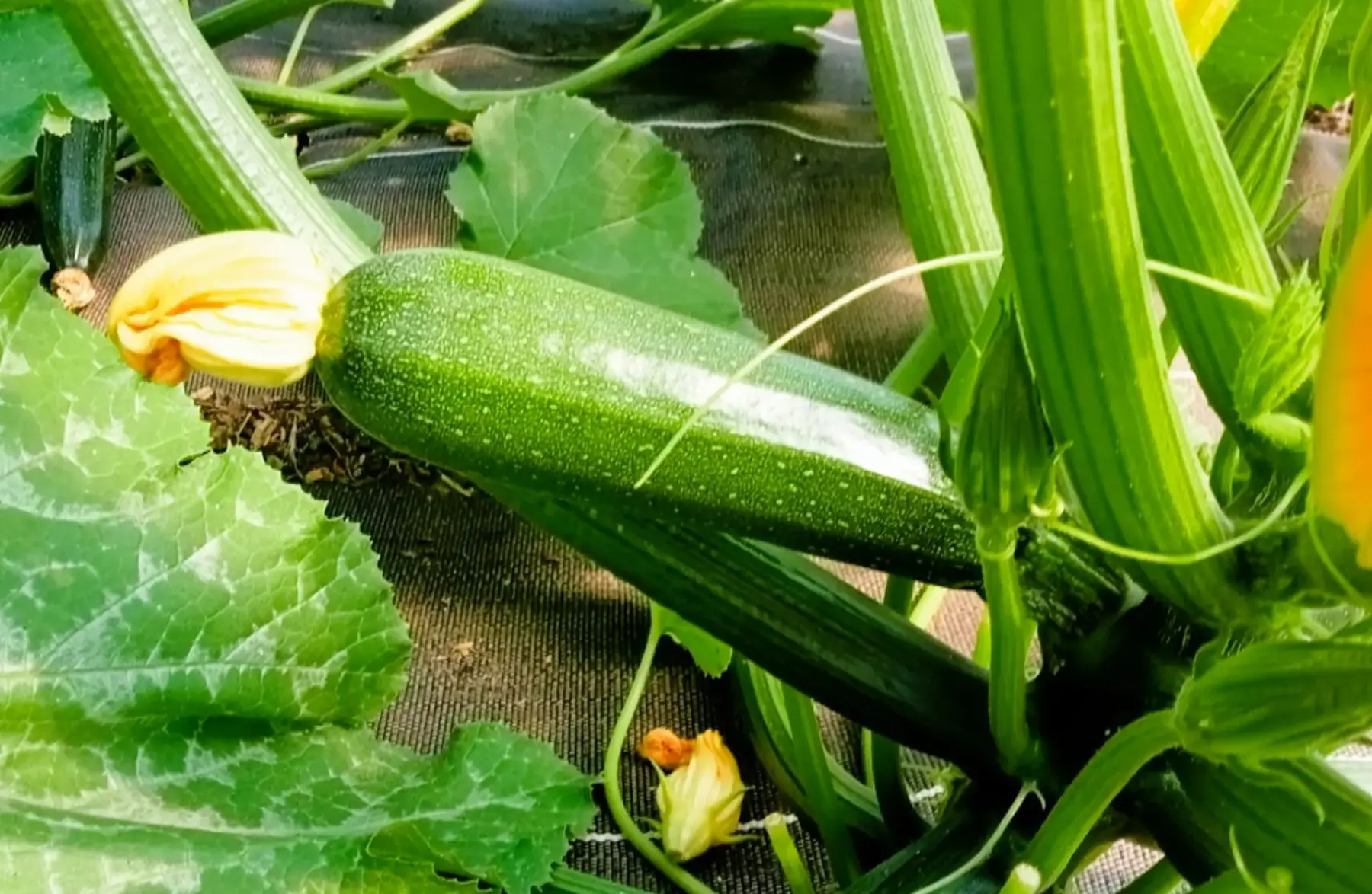 Courgettes