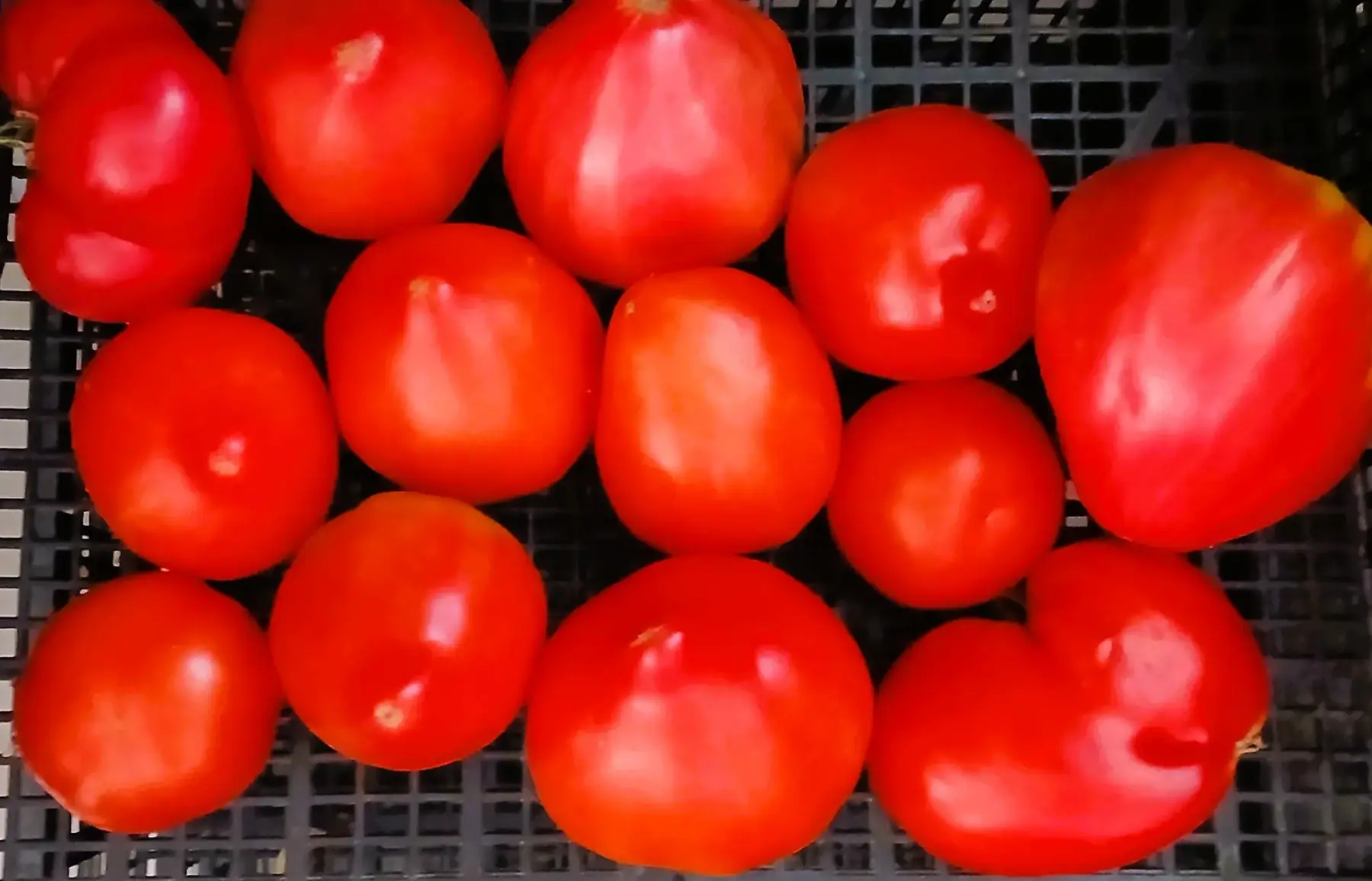 Tomates