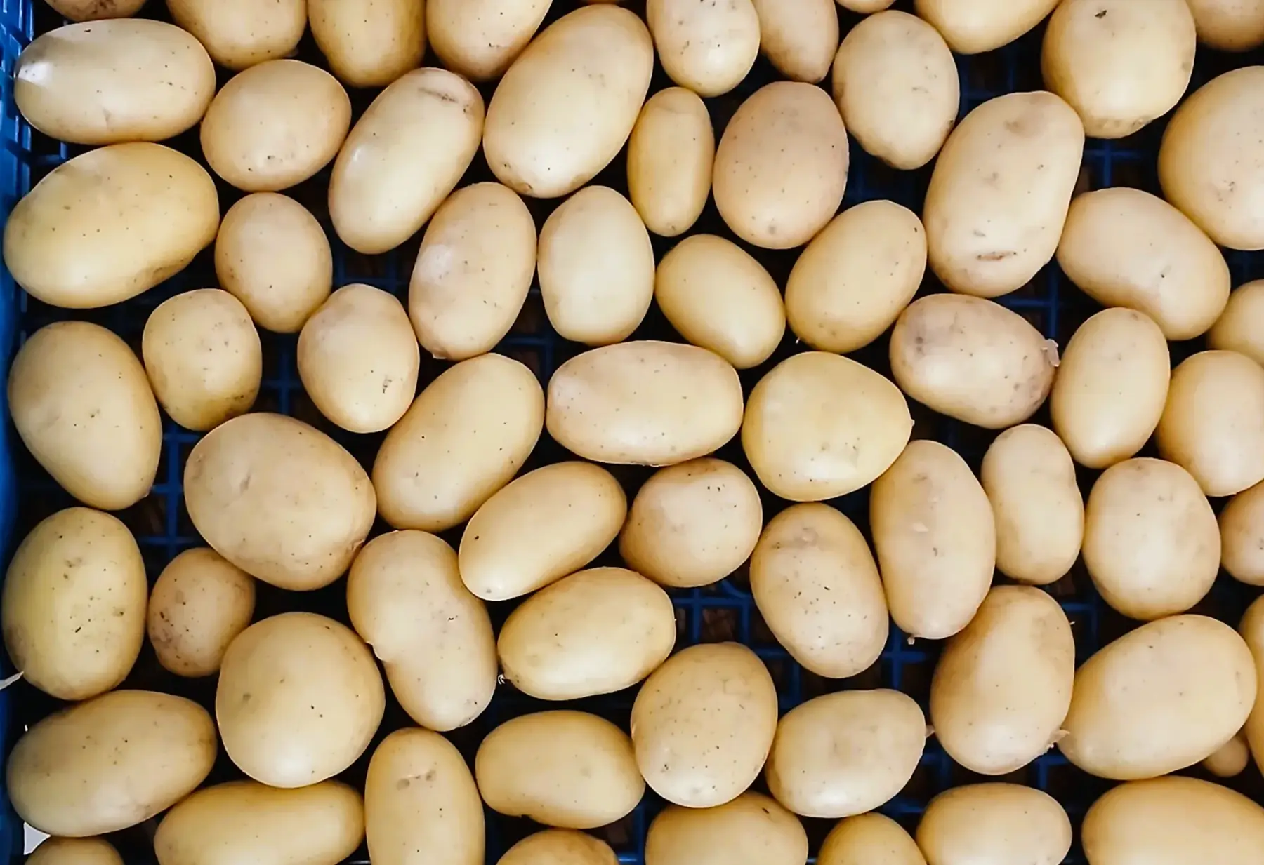 Pommes de terre grenaille