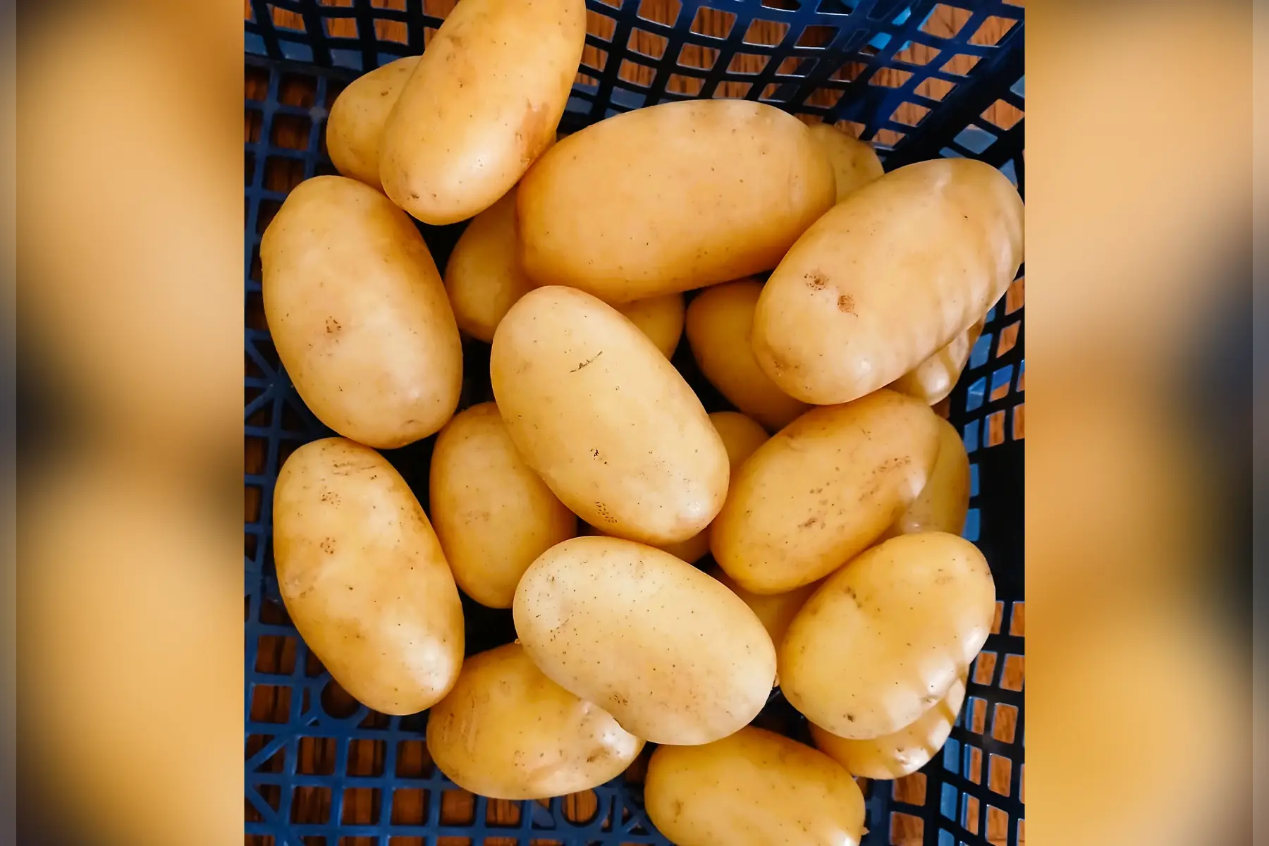 Pommes de terre nouvelles