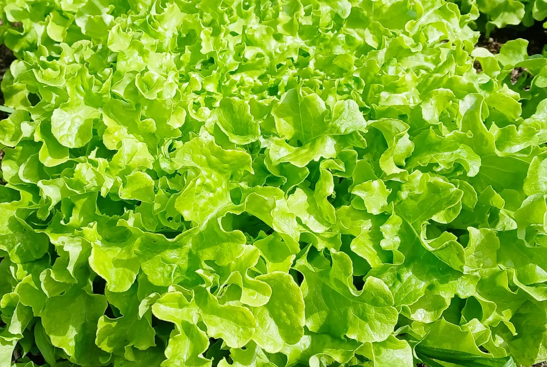 Feuille de chêne