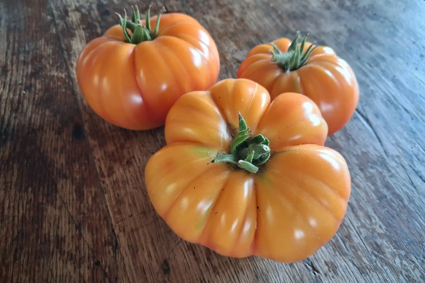 Tomates Delisun