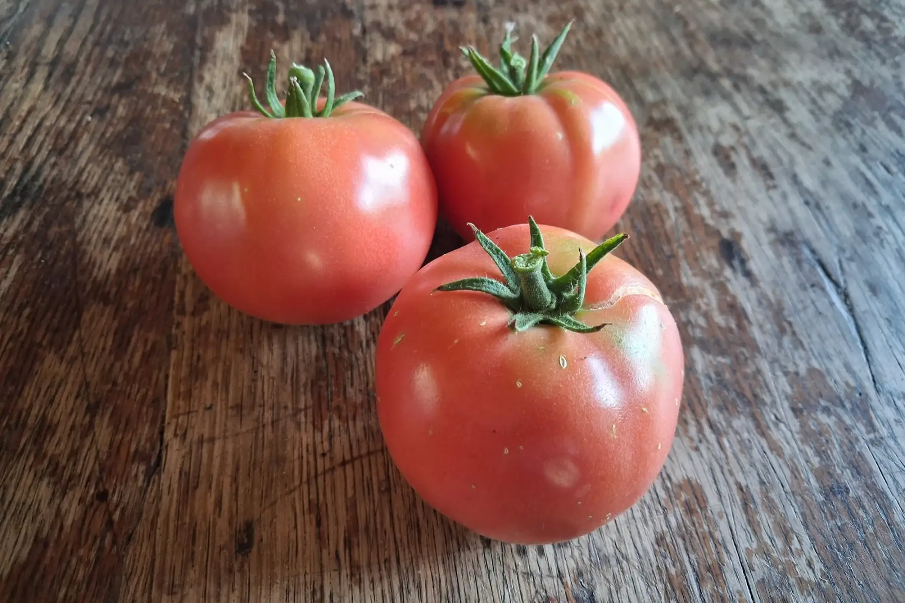 Tomate Rose de Berne