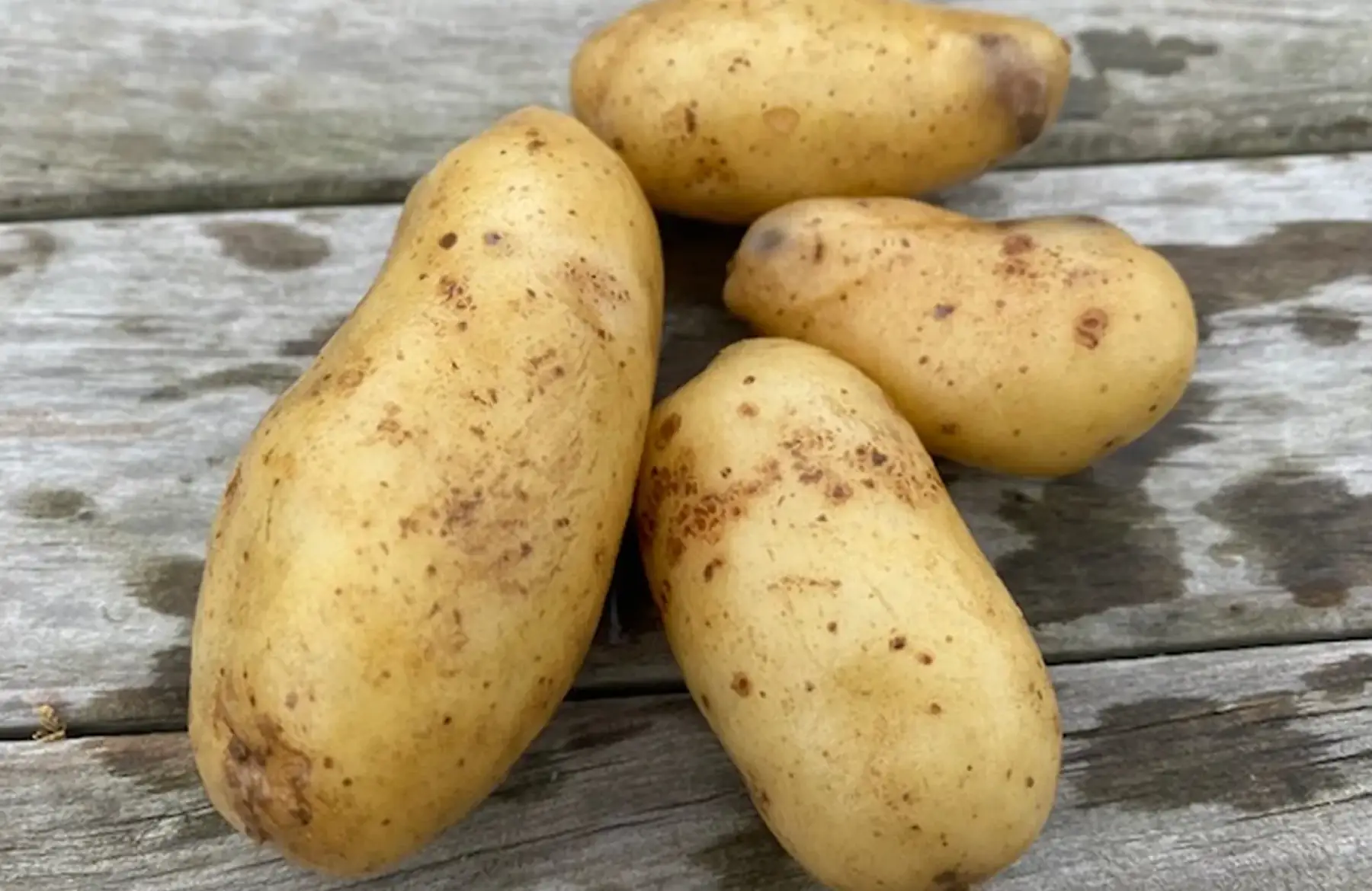 Pommes de terre rattes