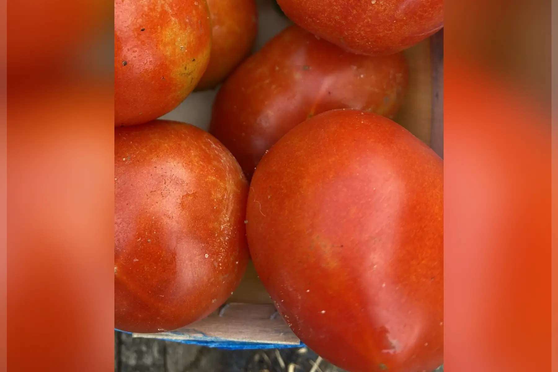Tomates