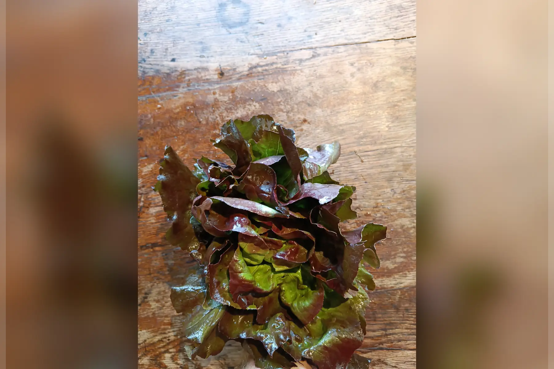Salade feuille de chêne rouge