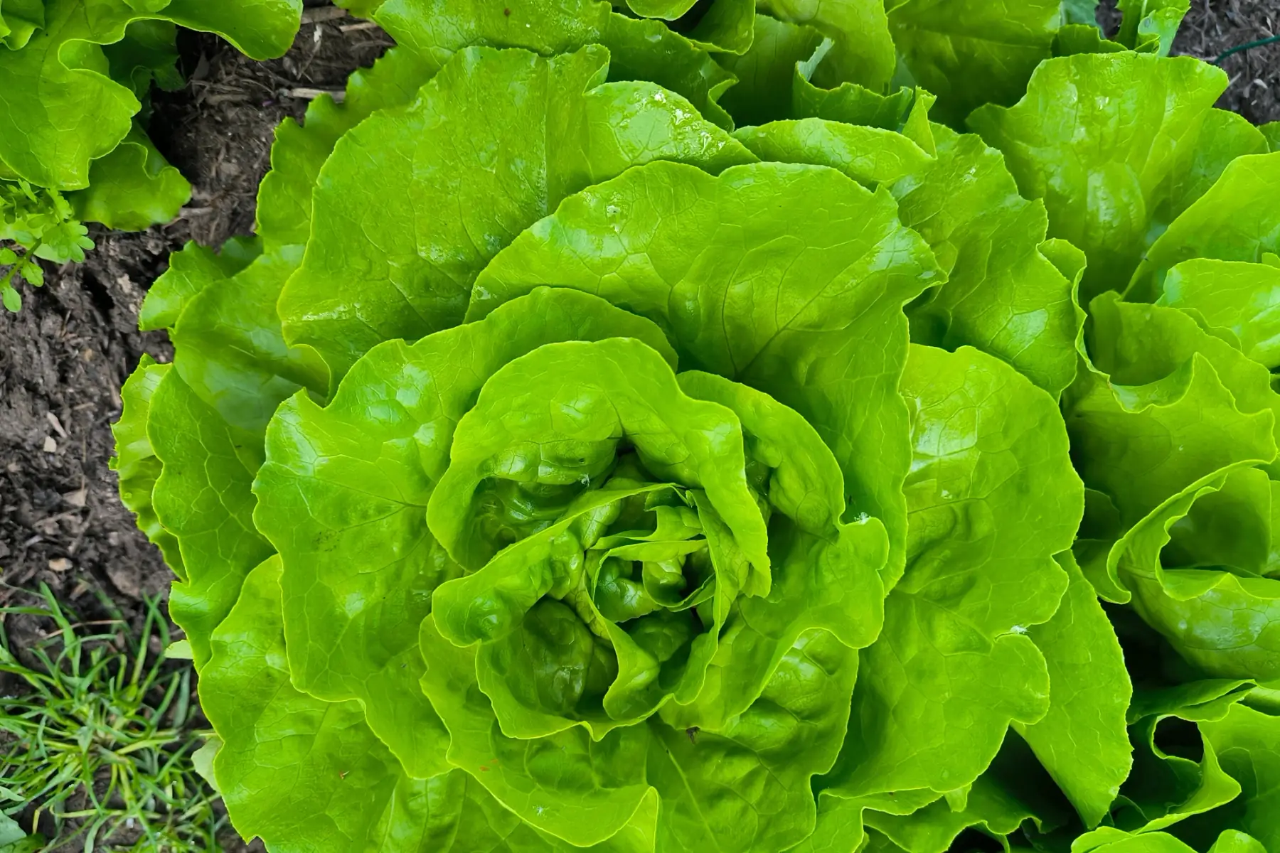 Feuille de chêne verte