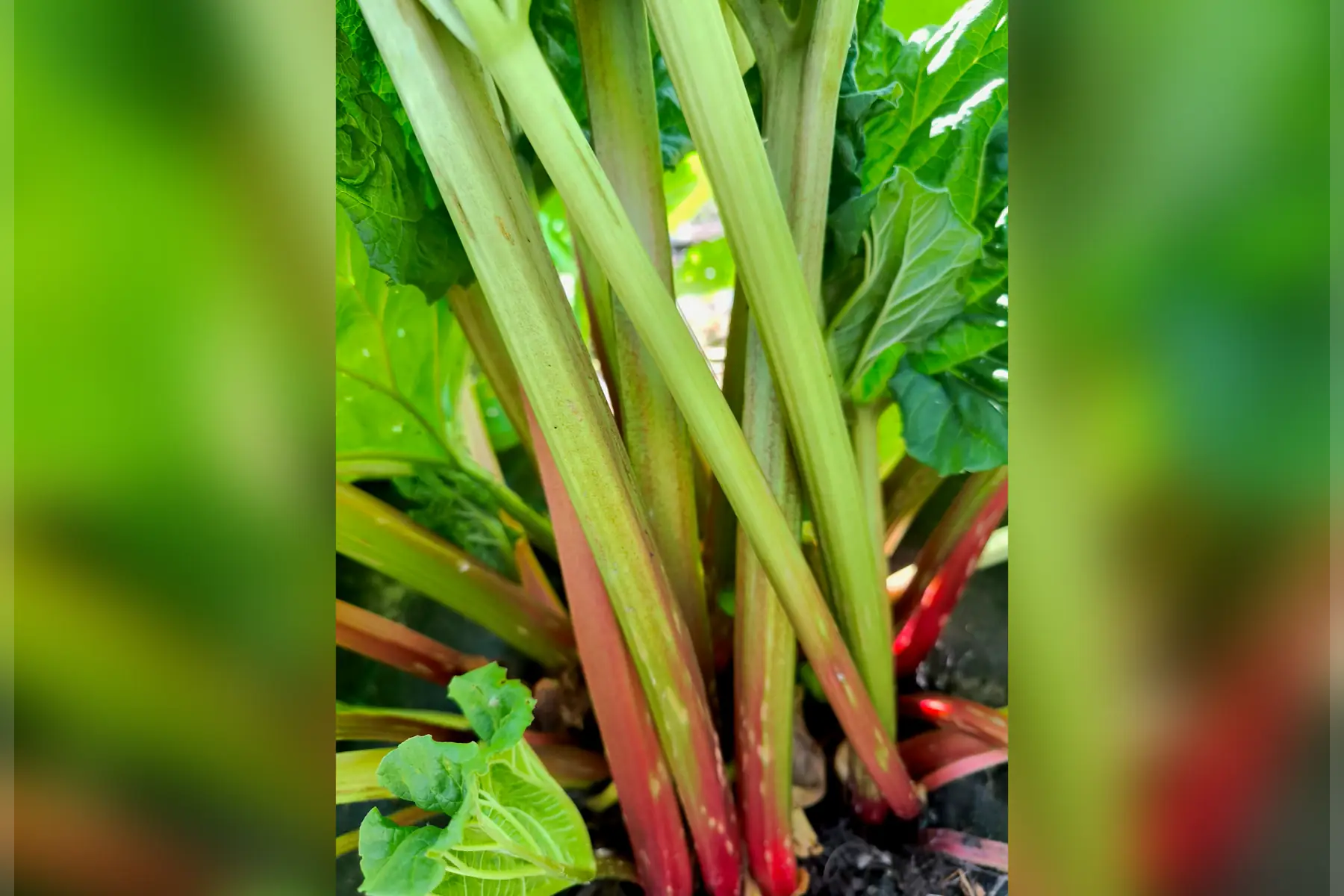 Rhubarbe
