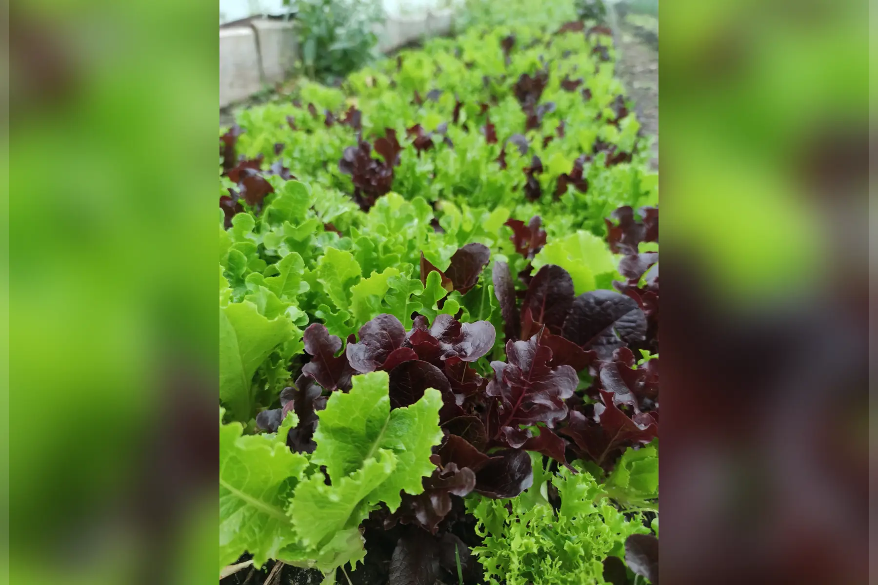 Mesclun