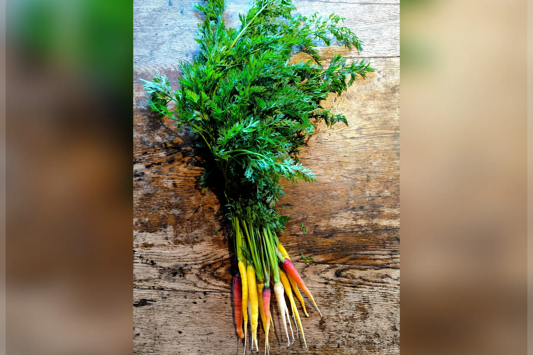 Carottes couleurs